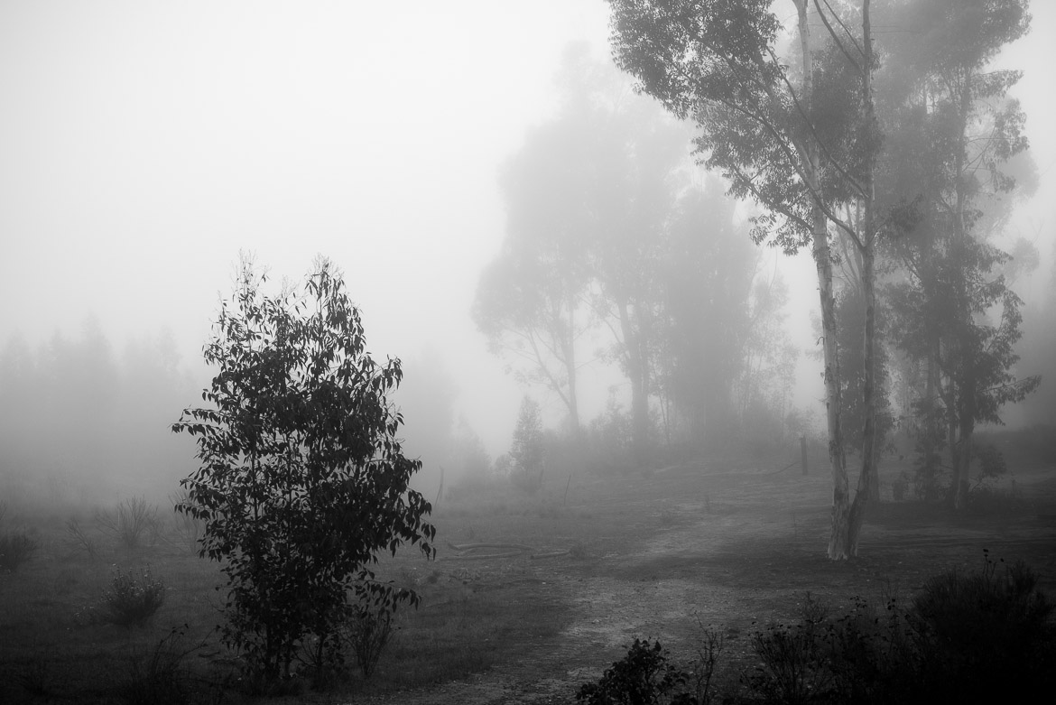 Trail Into The Fog