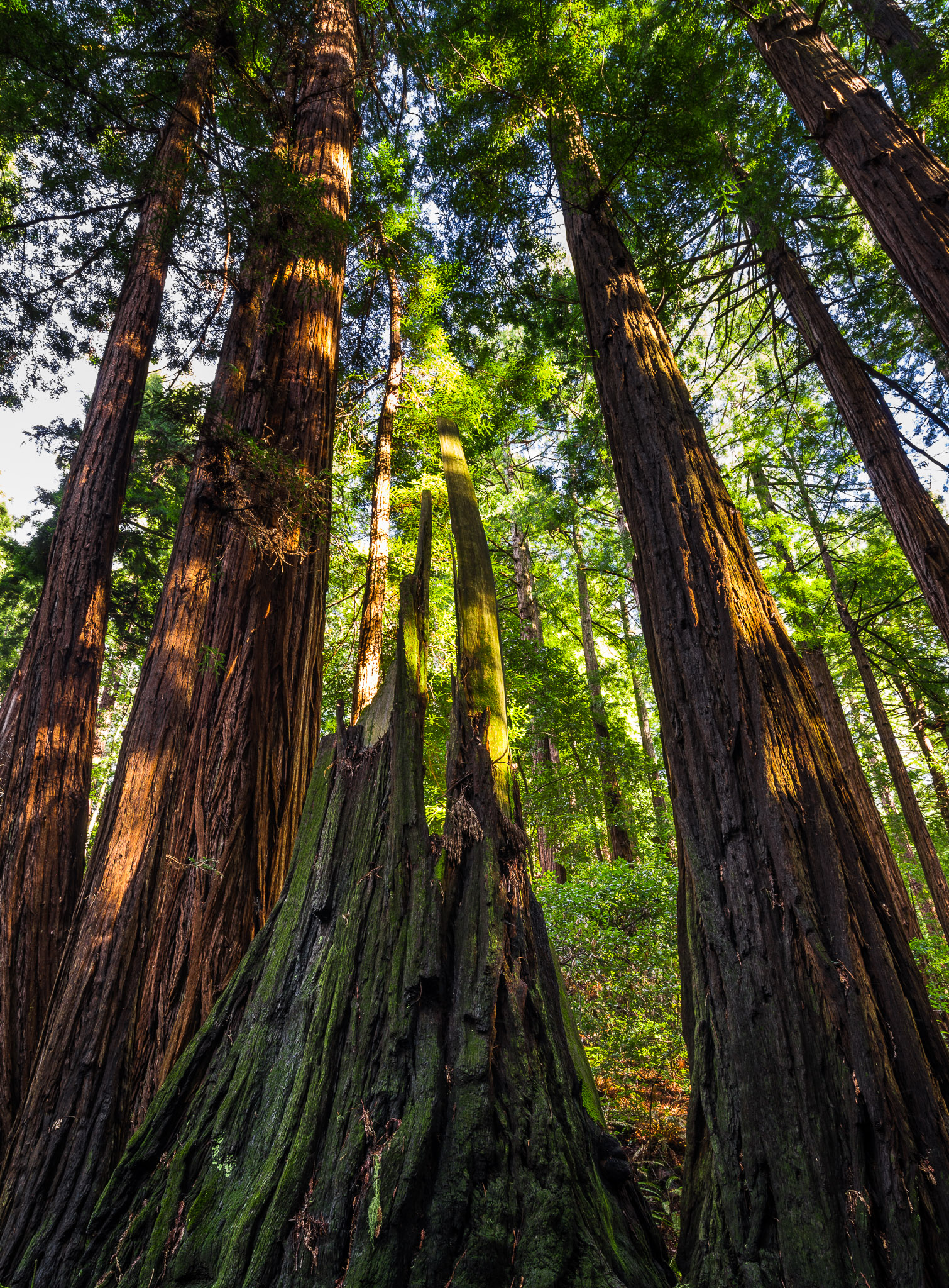Redwoods