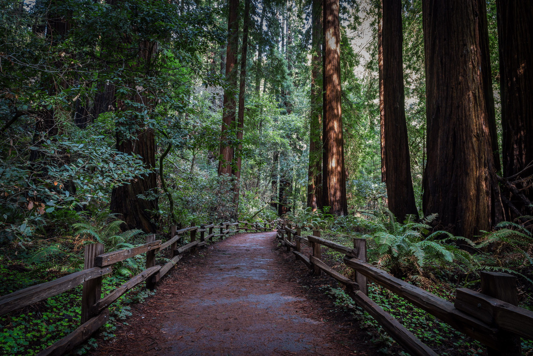 The Muir Woods