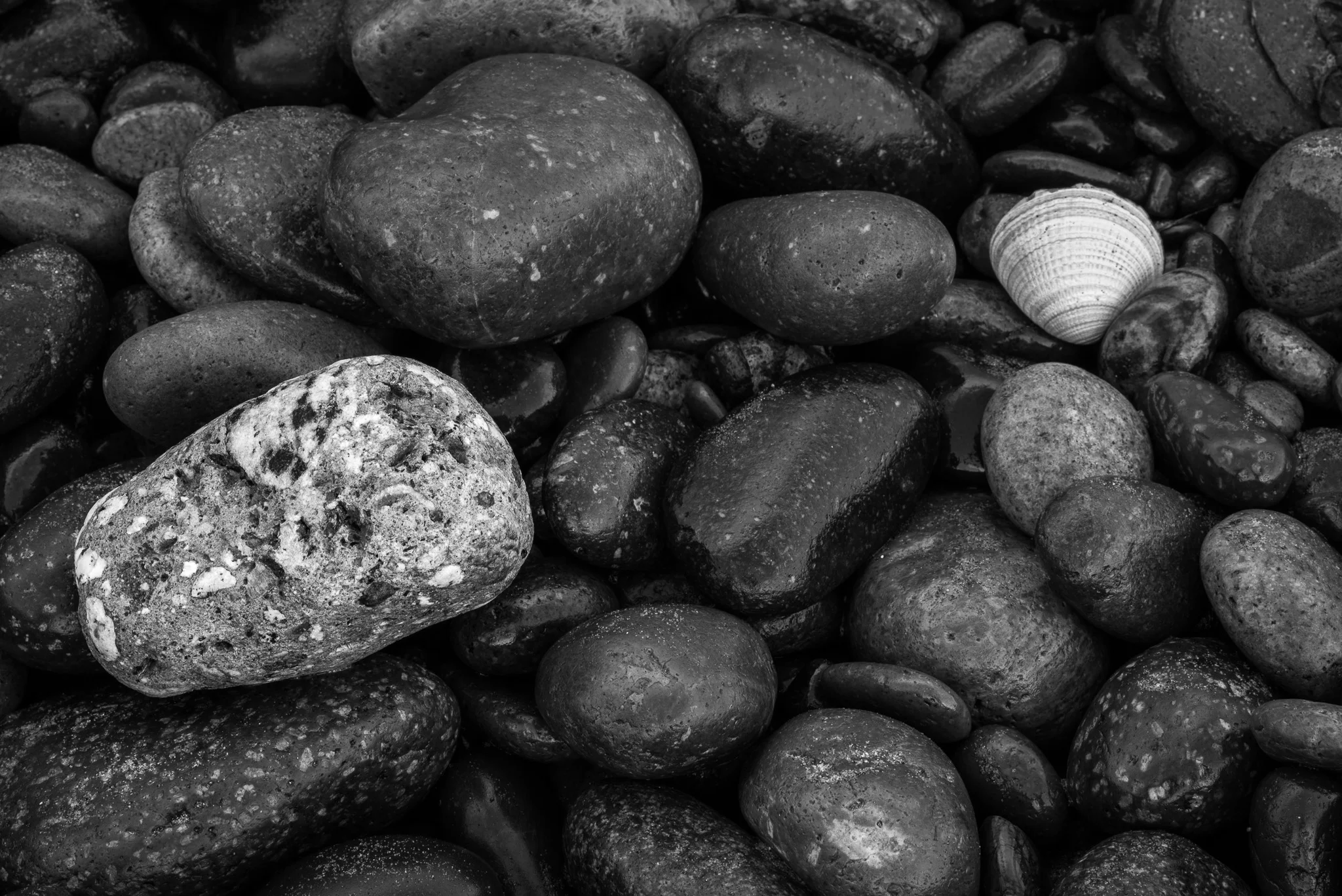 Stone And Shell