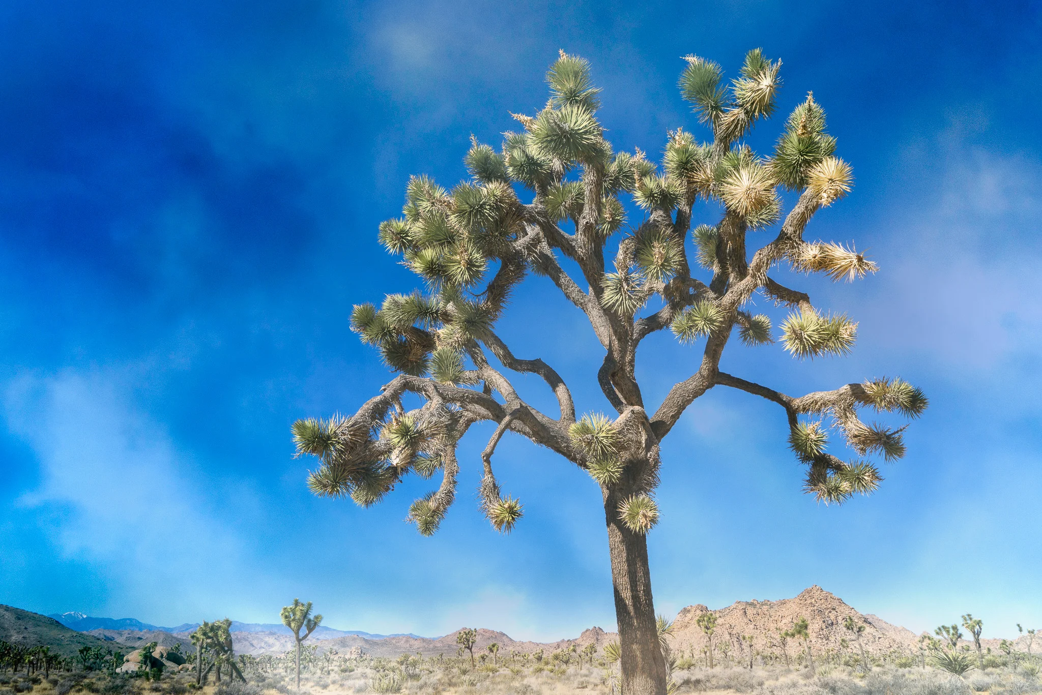 A Joshua Tree