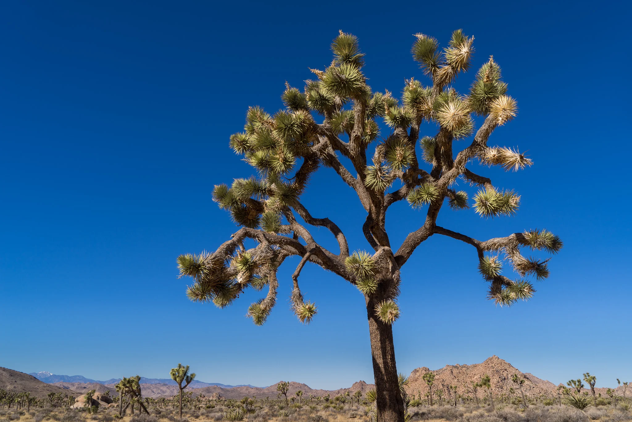 Scott-Davenport-US-California-Joshua-Tree-2015-12-31-0008-Original.jpg