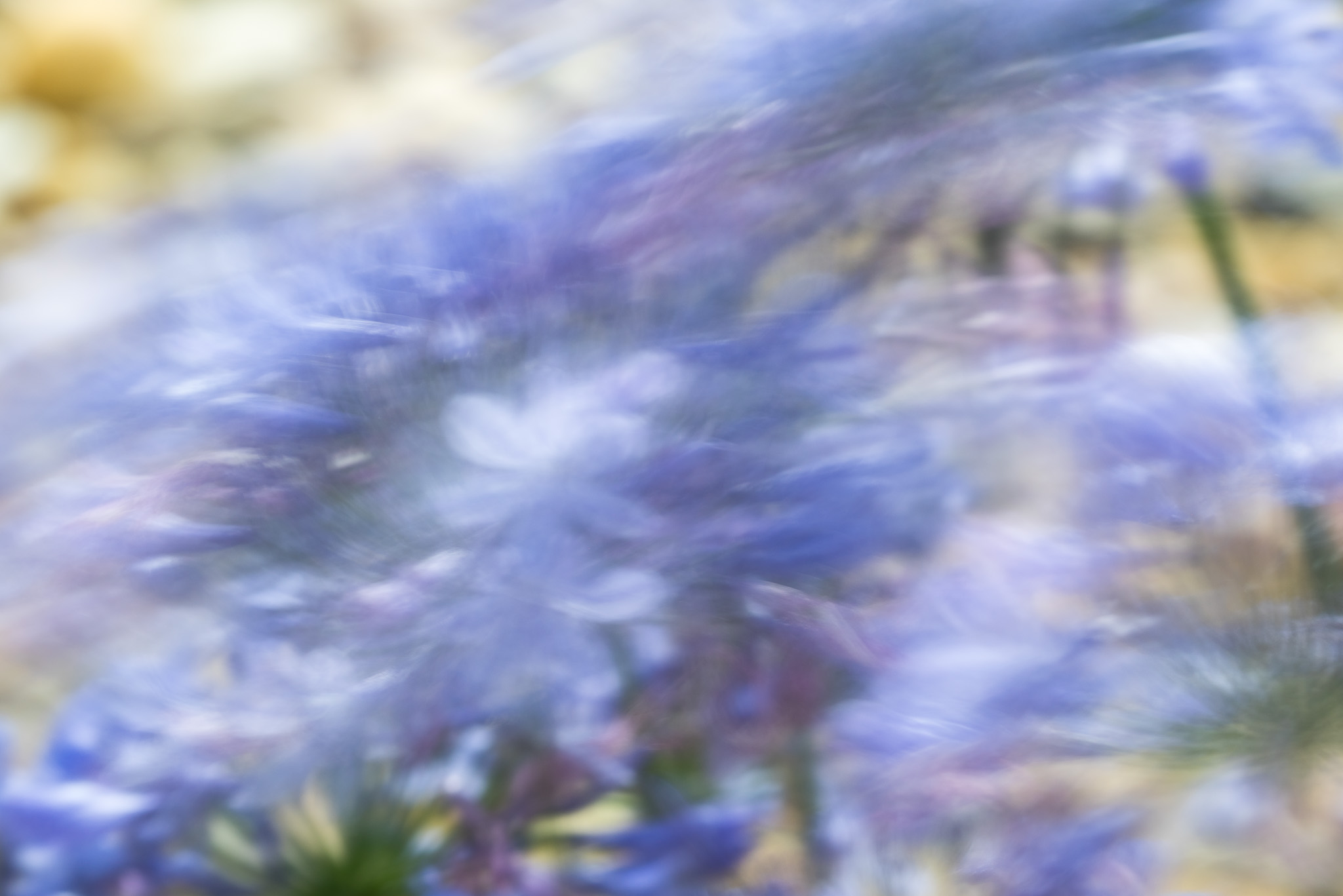 Swaying Flowers