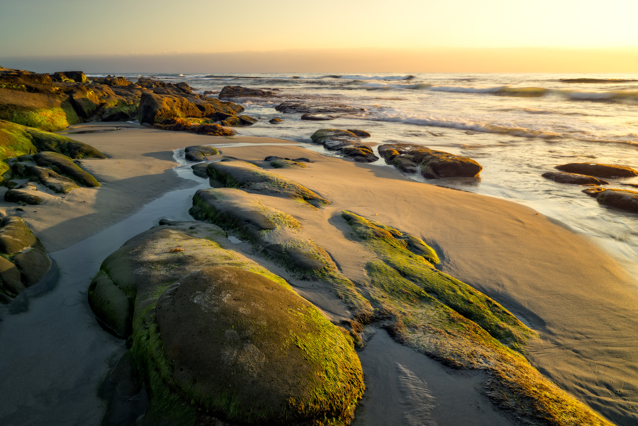 Greens And Golds In La Jolla