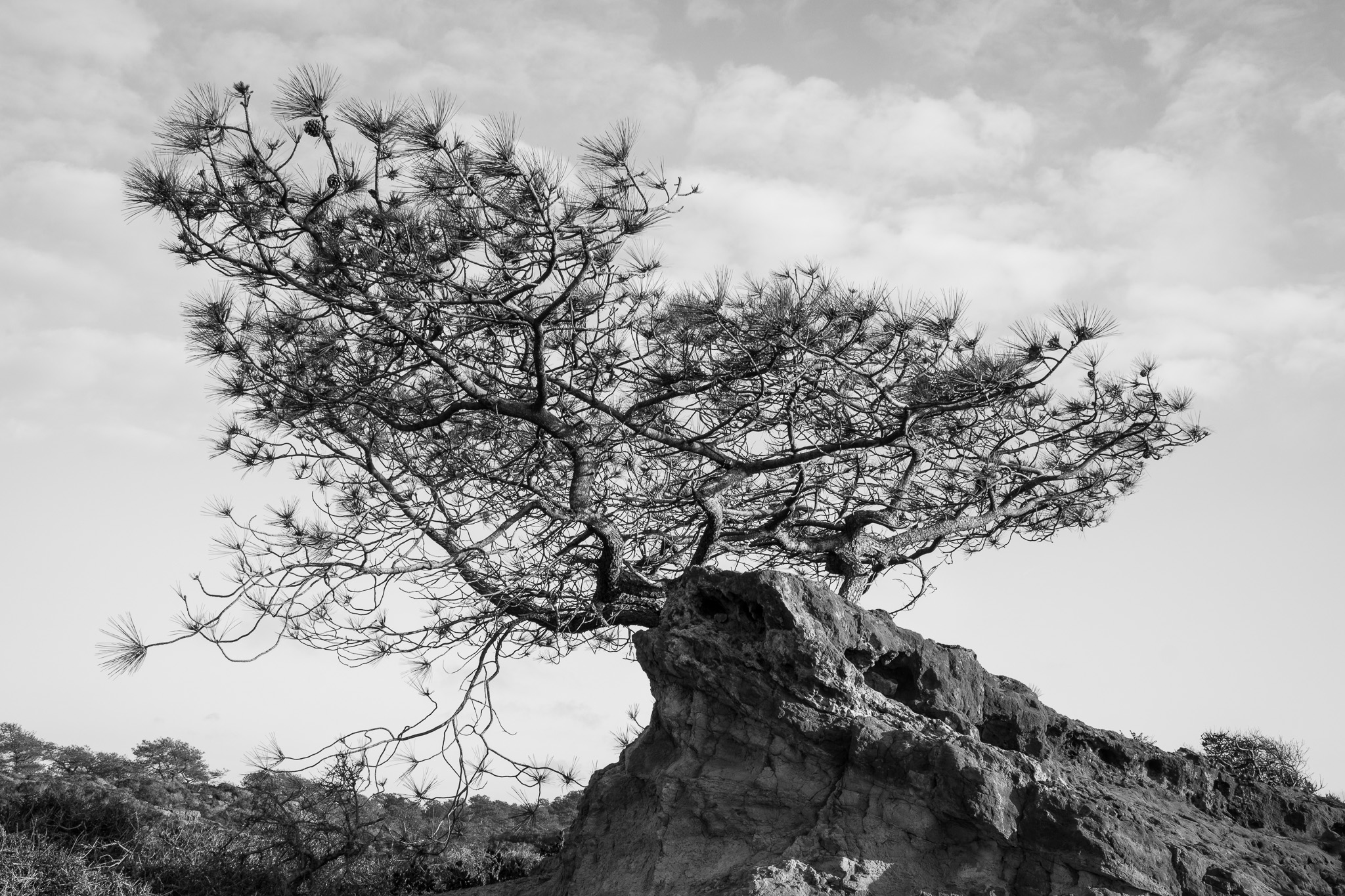 Torrey Pine And Rock