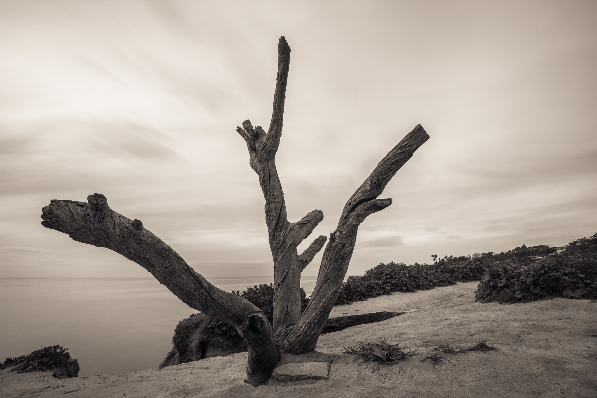 Gnarled