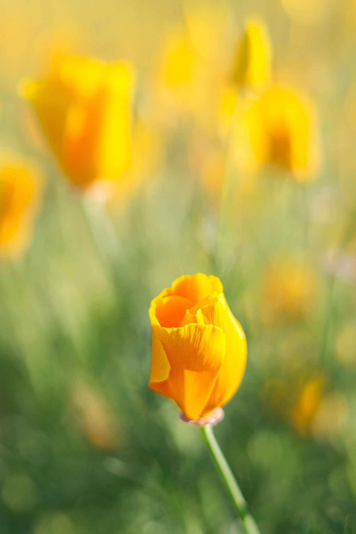 California Poppy