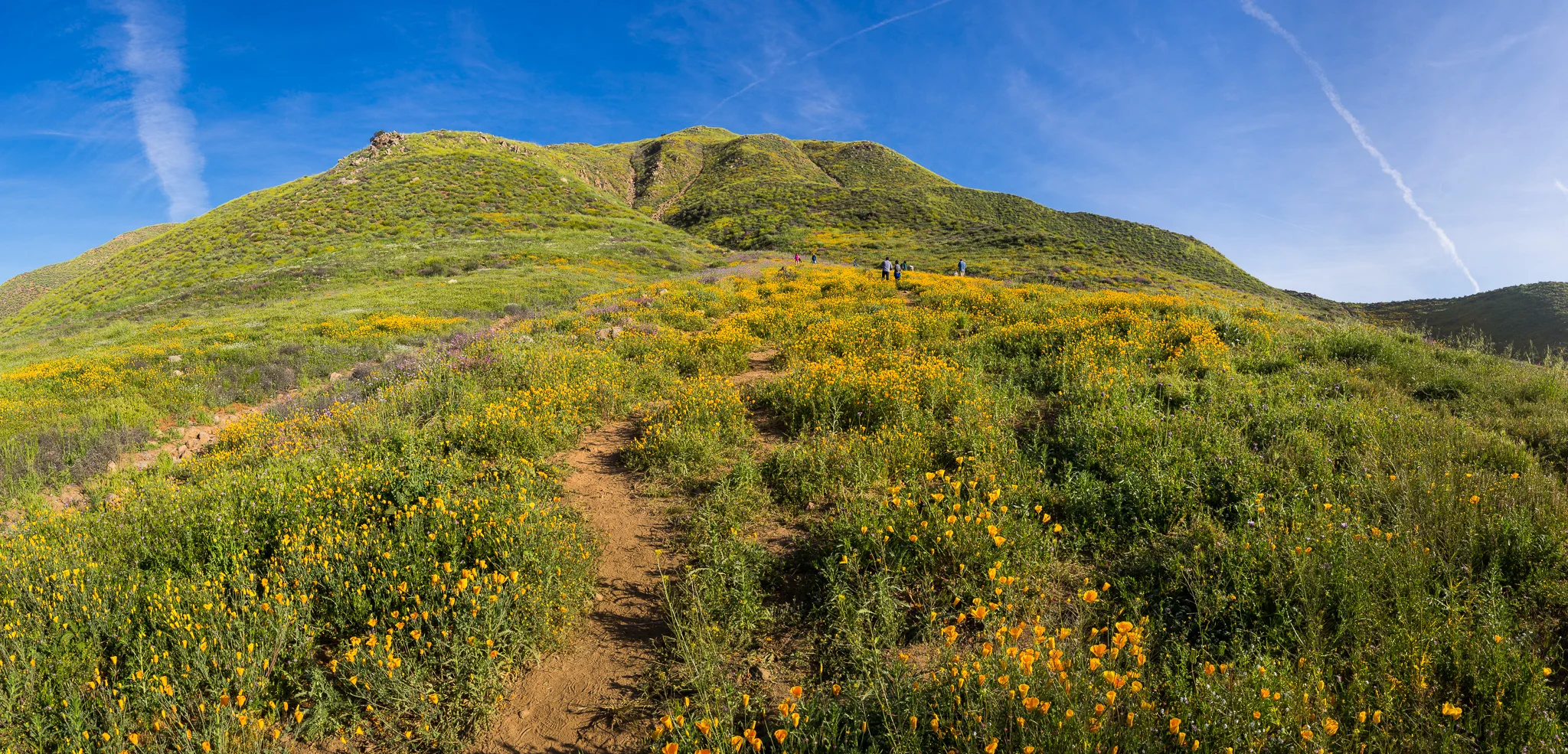 Wildflower Bloom