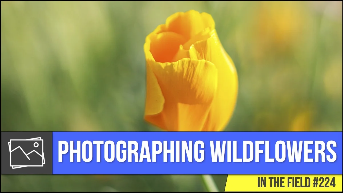 In The Field: Photographing Wildflowers #224