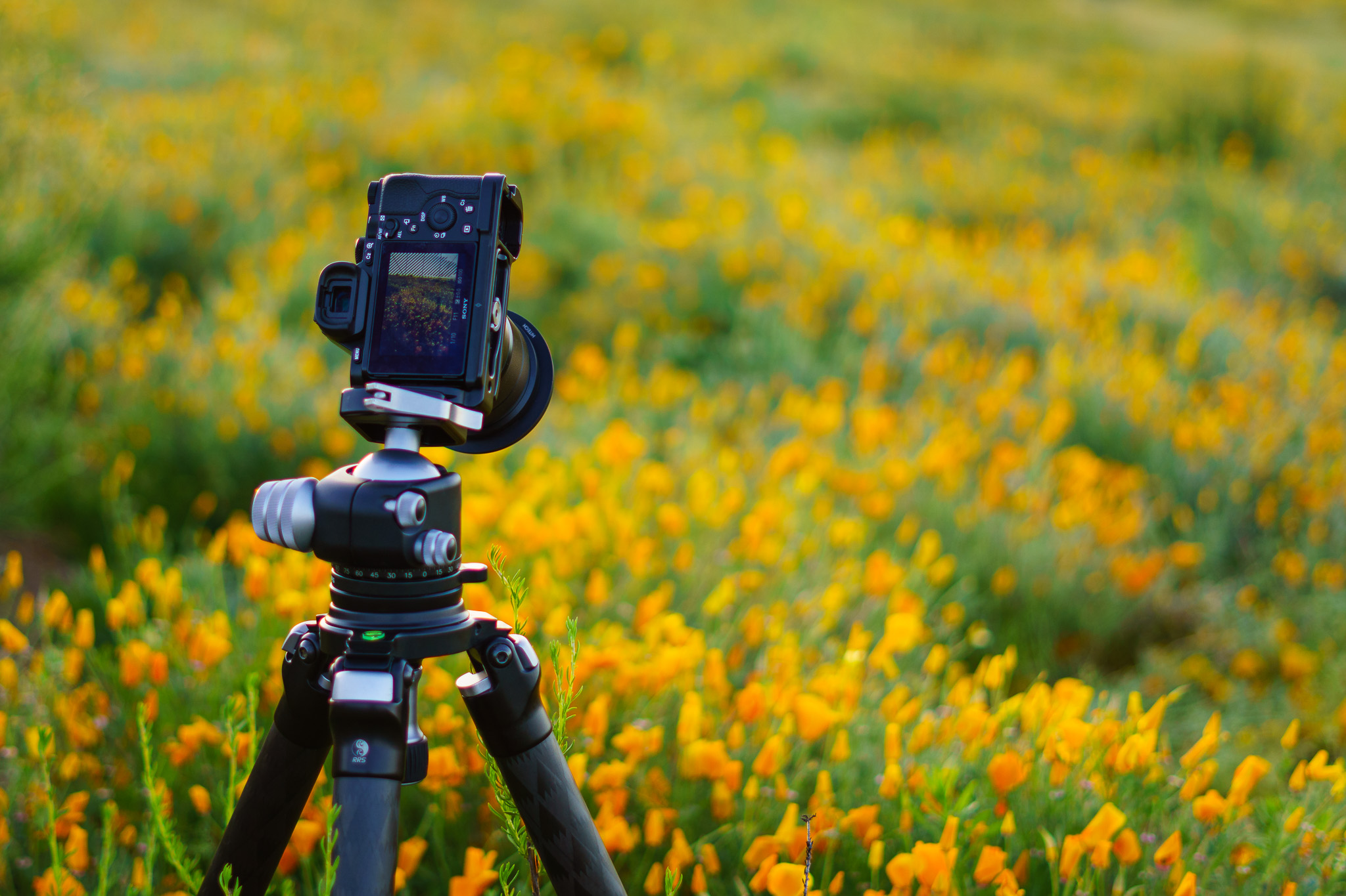 Wildflowers Behind The Scenes