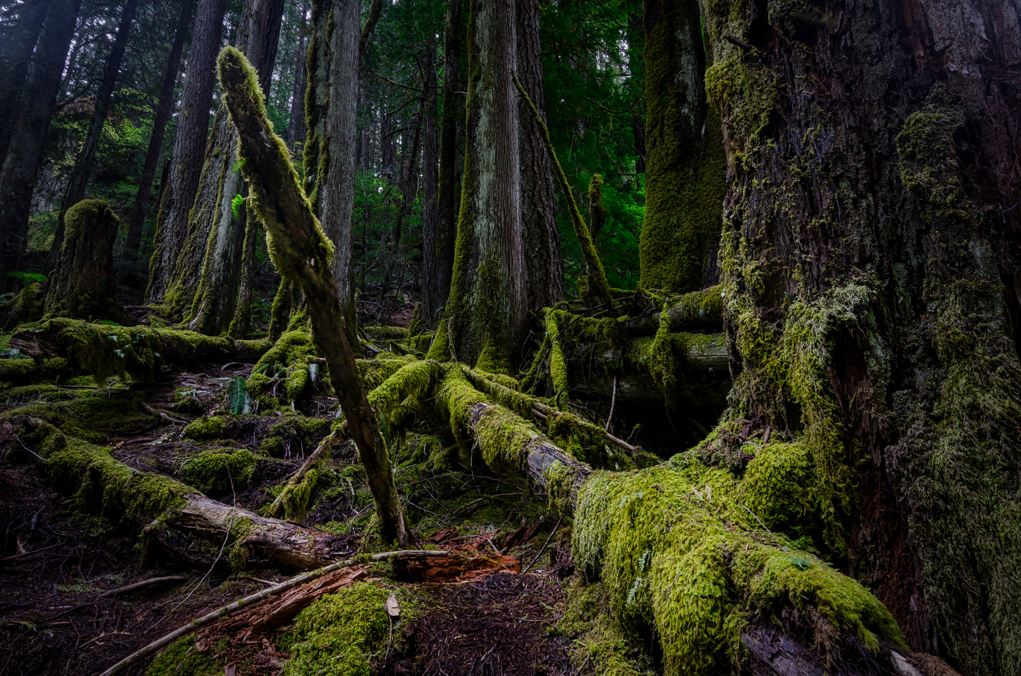 Overgrown