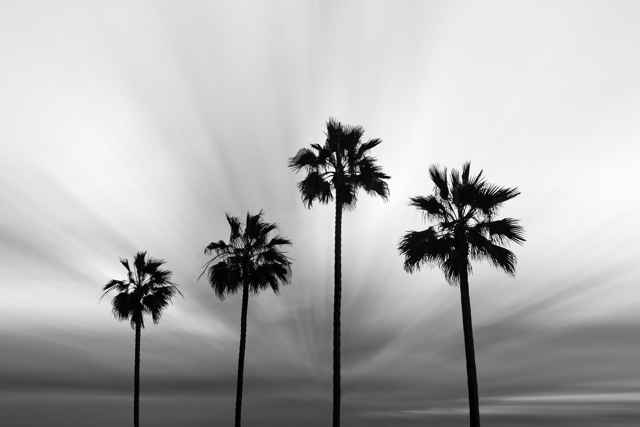 Four Palms, Silhouetted