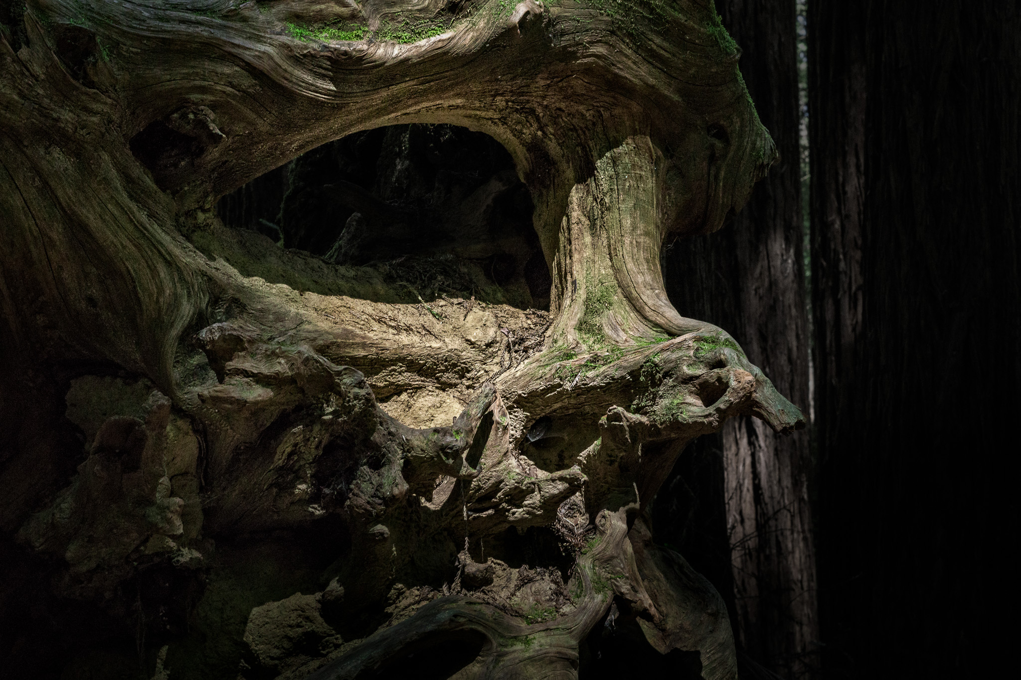 Forest Watcher