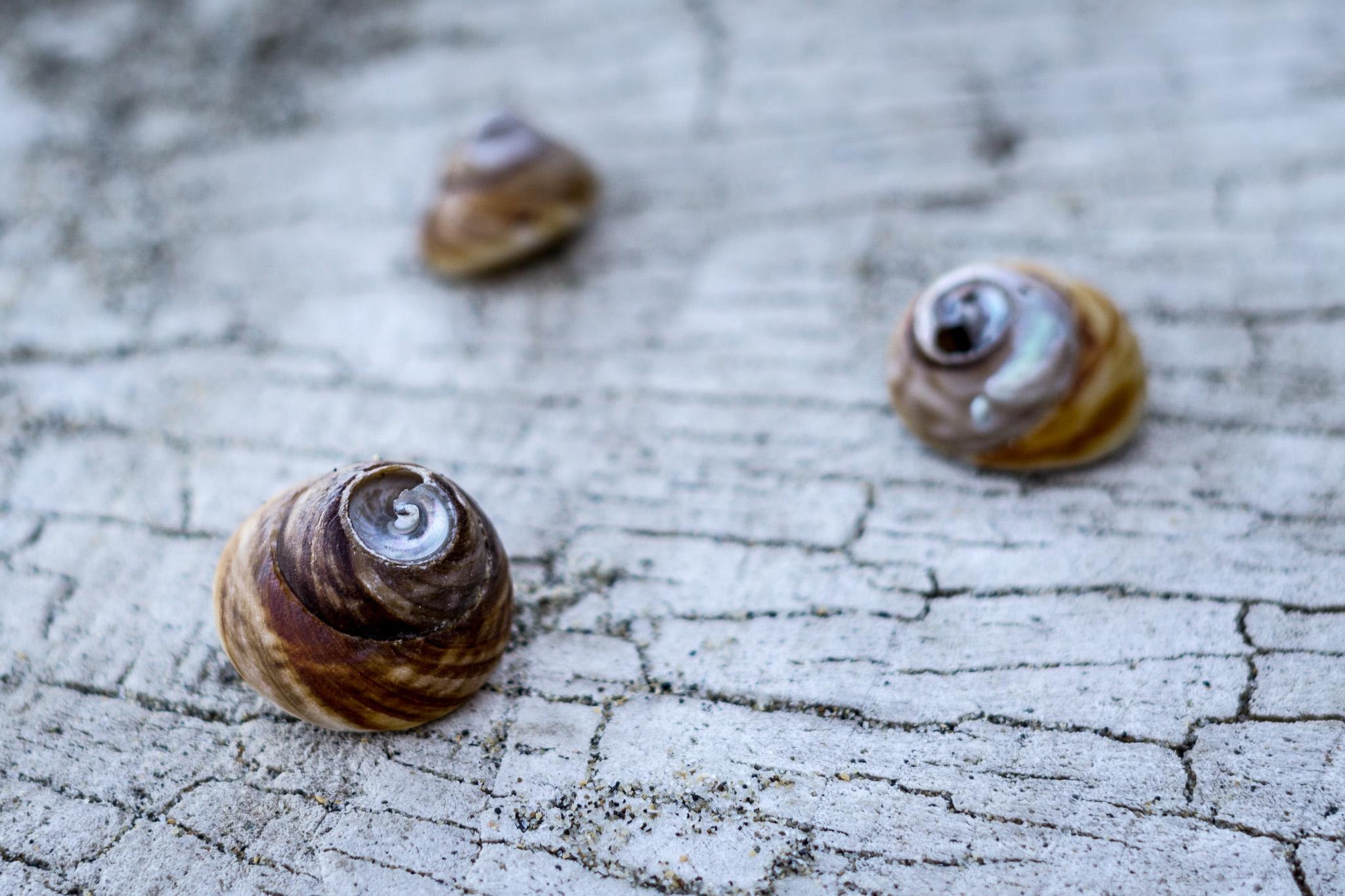 Three Little Snails