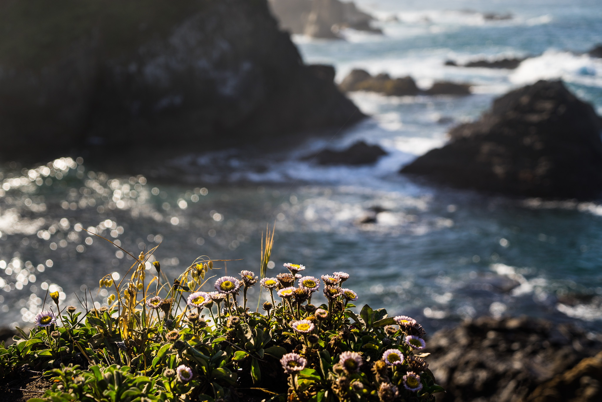 Blooms And Rocks