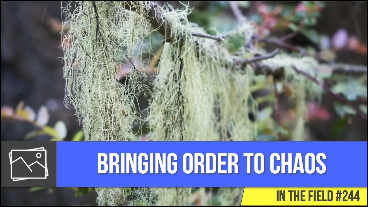 In The Field: Bringing Order To Chaos #244