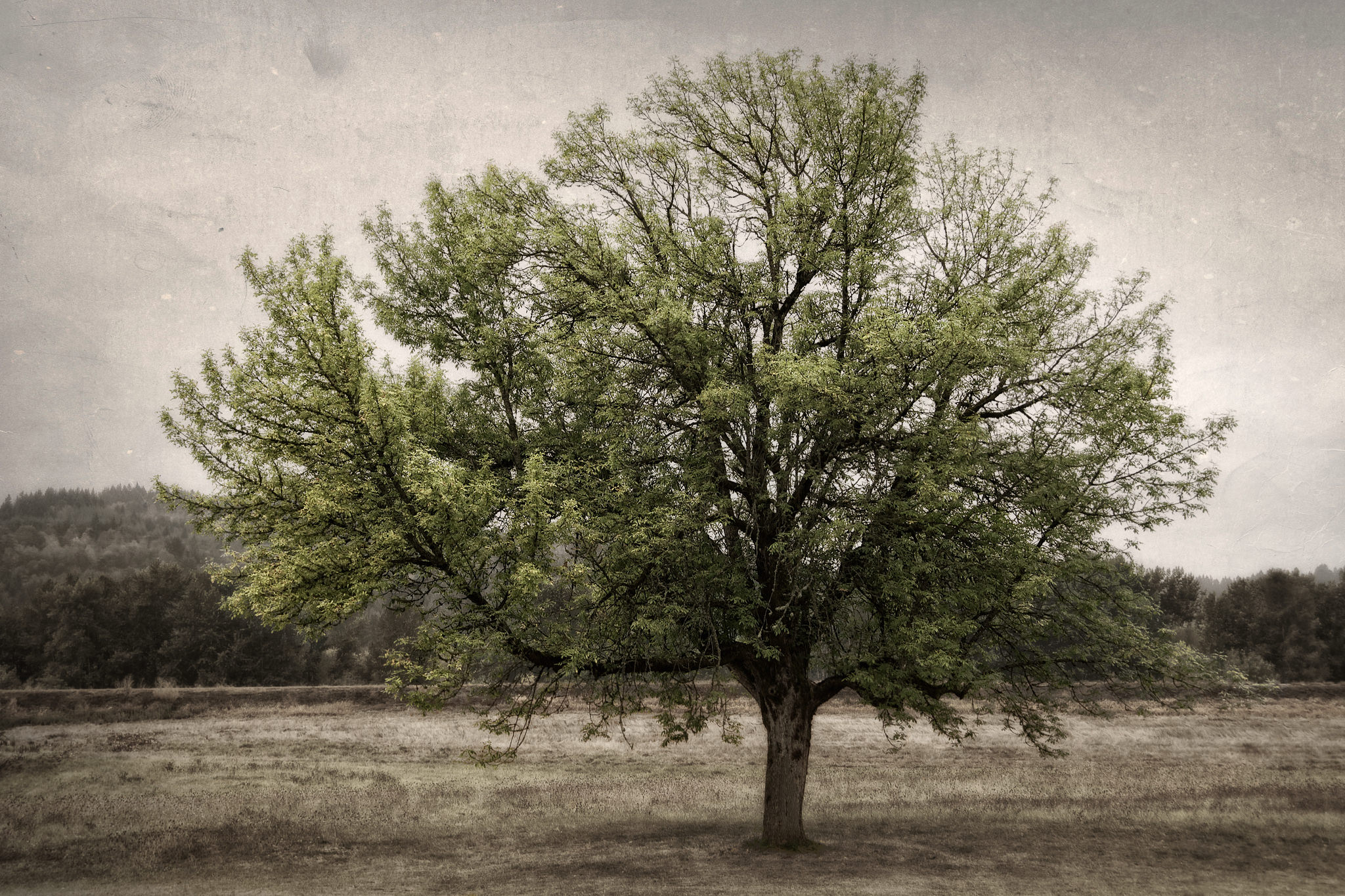 Autumn Tree