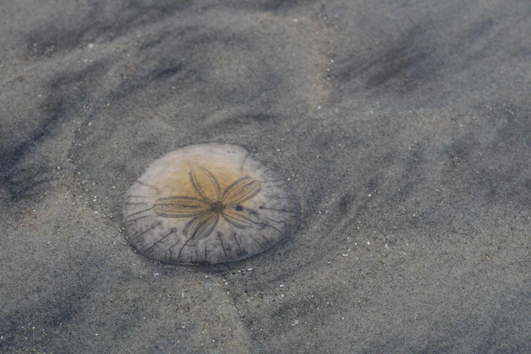 Sand Dollar