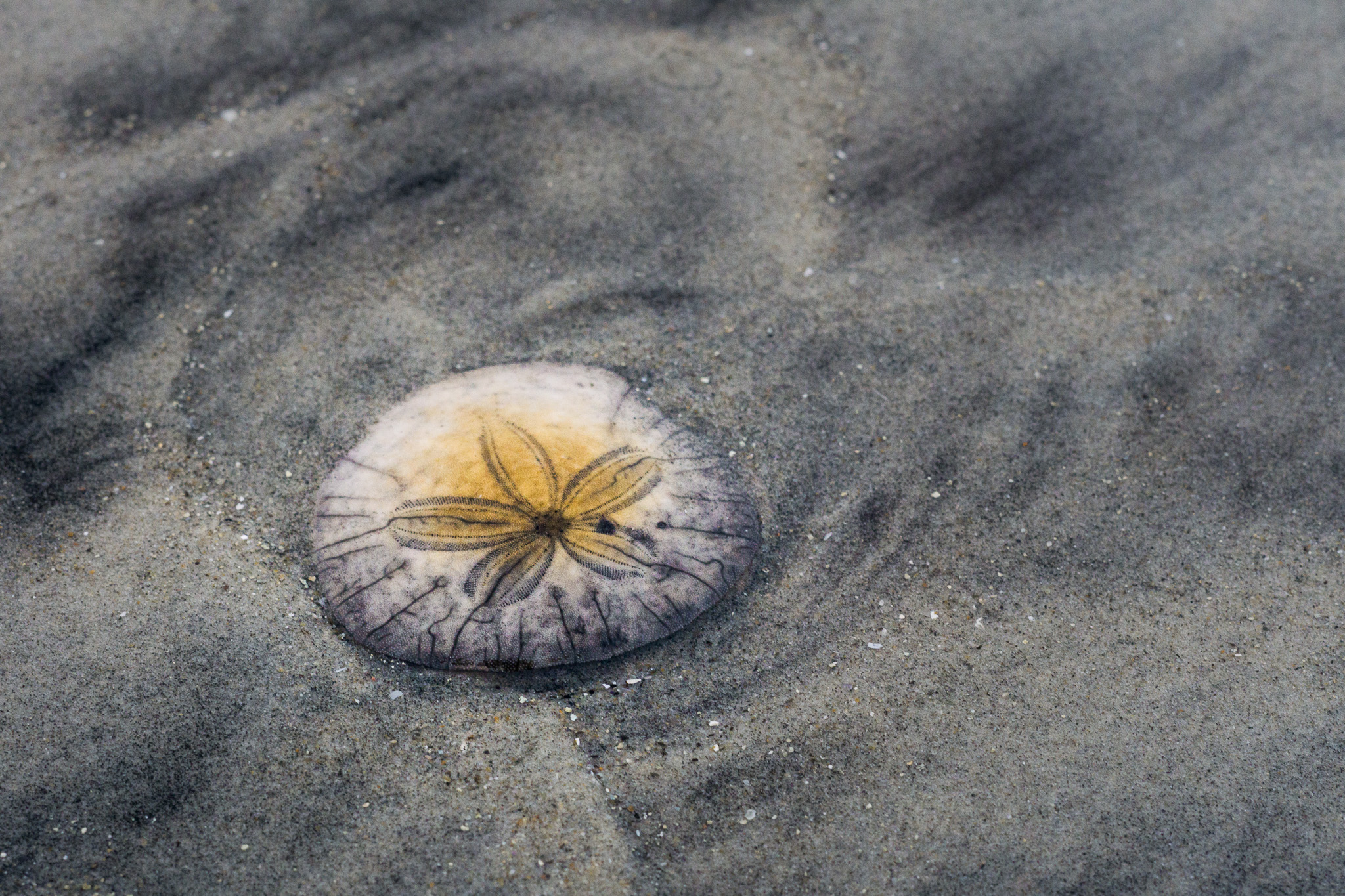 Sand Dollar