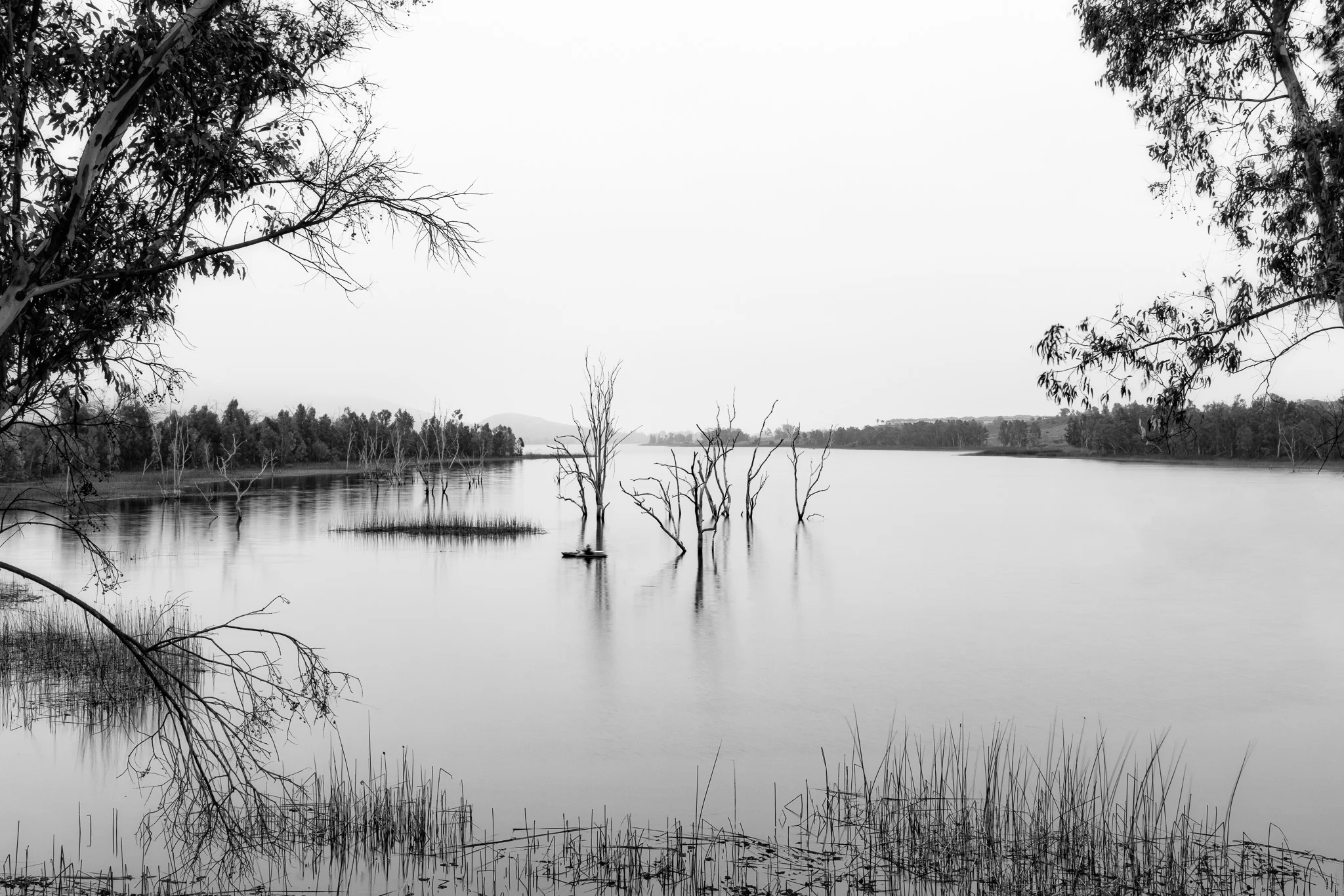 Trees In Otay Lake