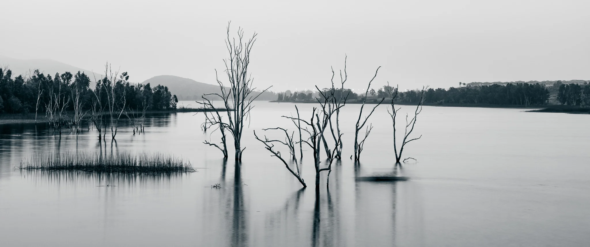 Barren Trees In Otay Lakes