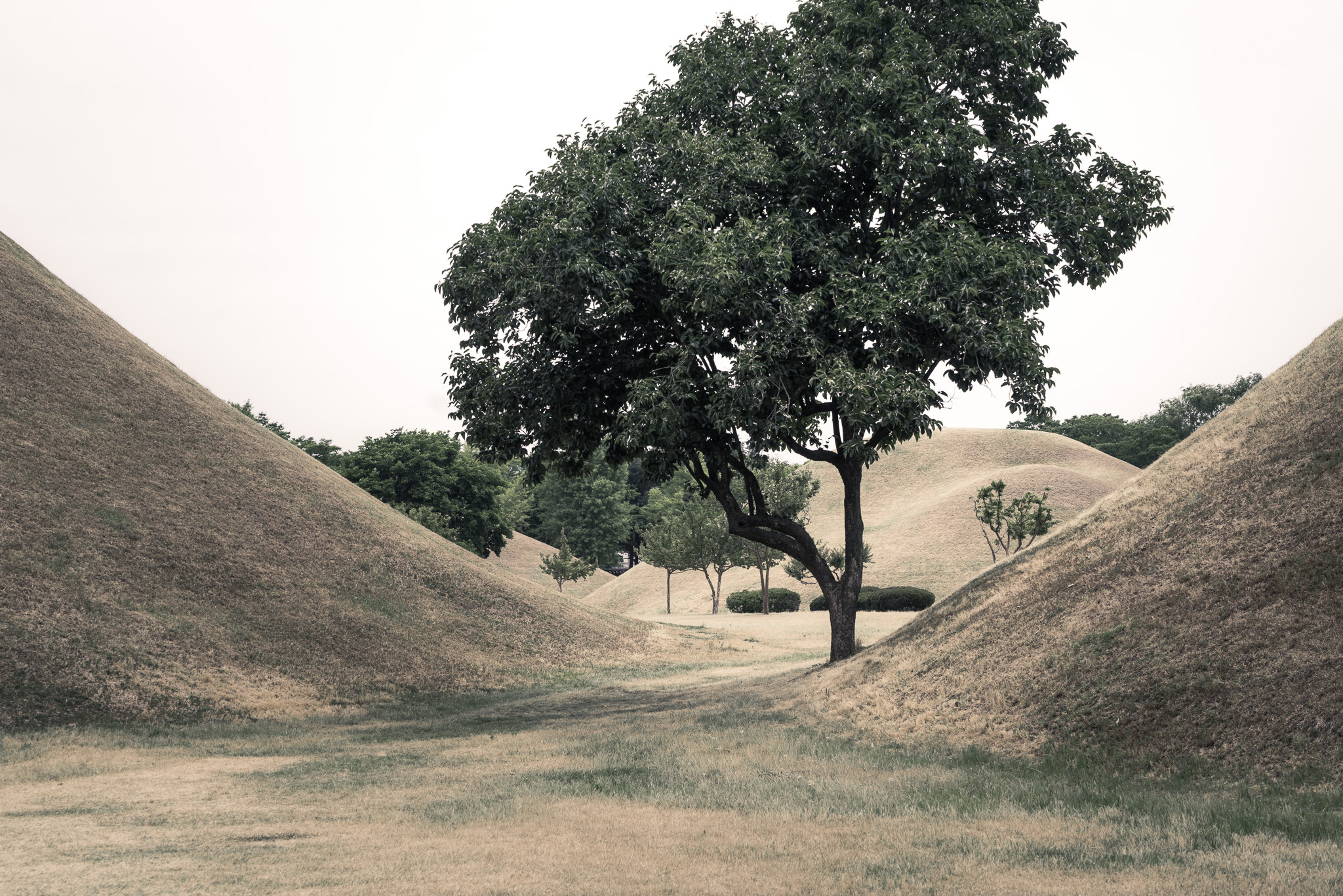 Trees And Tombs
