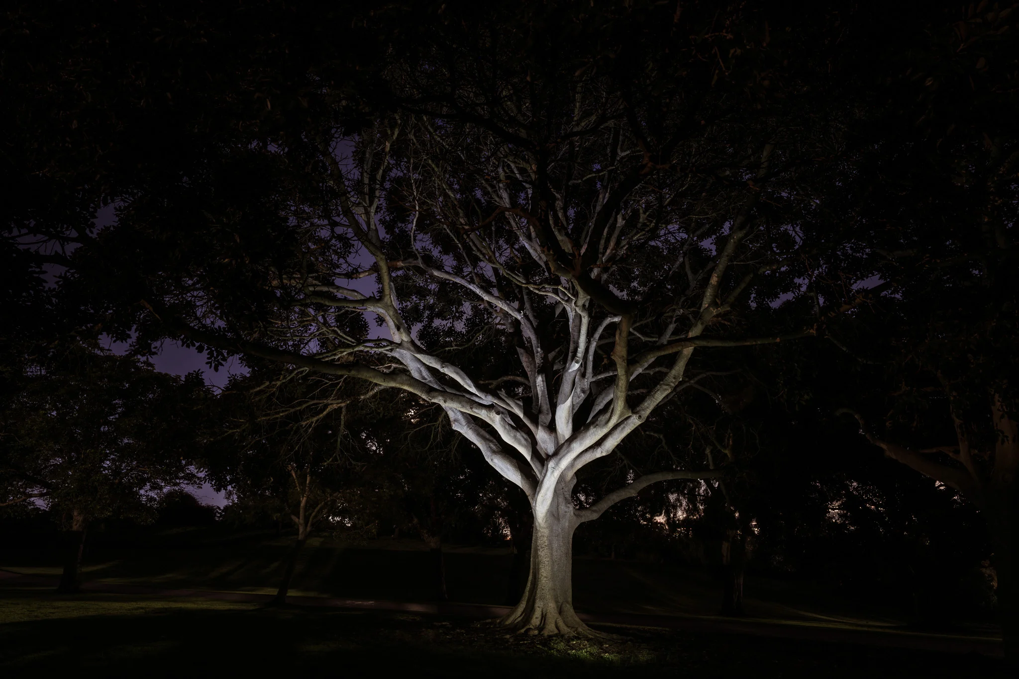 Tree, Kate Sessions Park