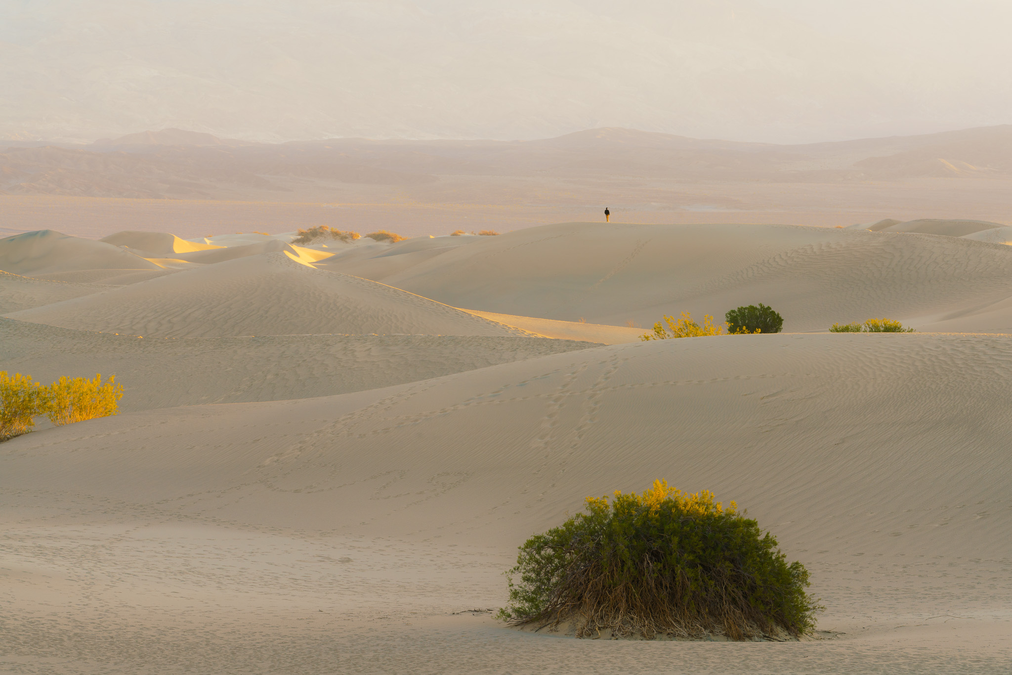 Hiker, Mesquite Dunes