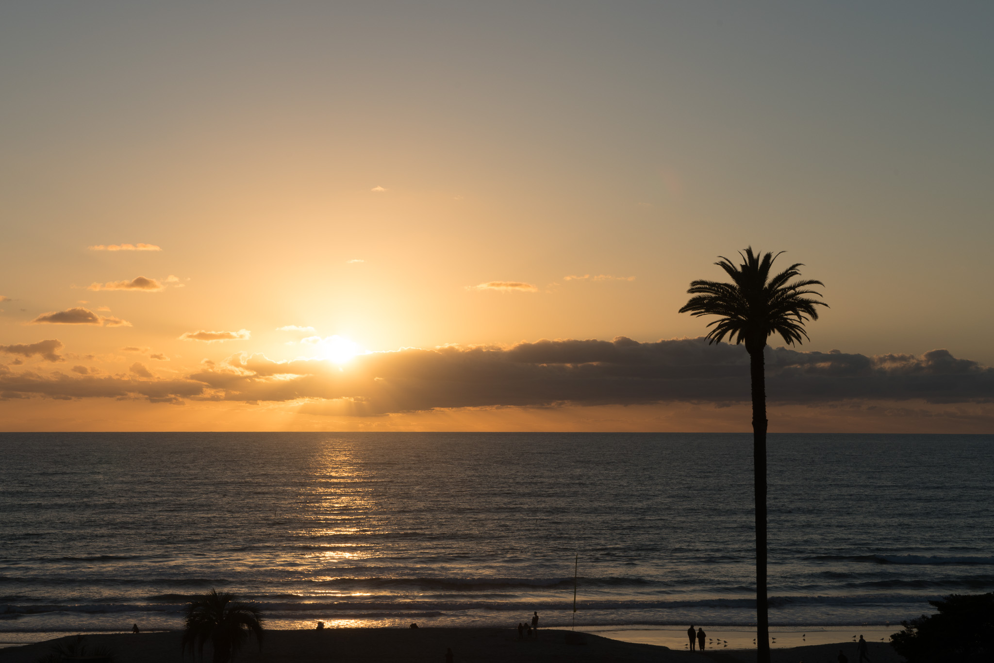 Palm At Moonlight Beach Original