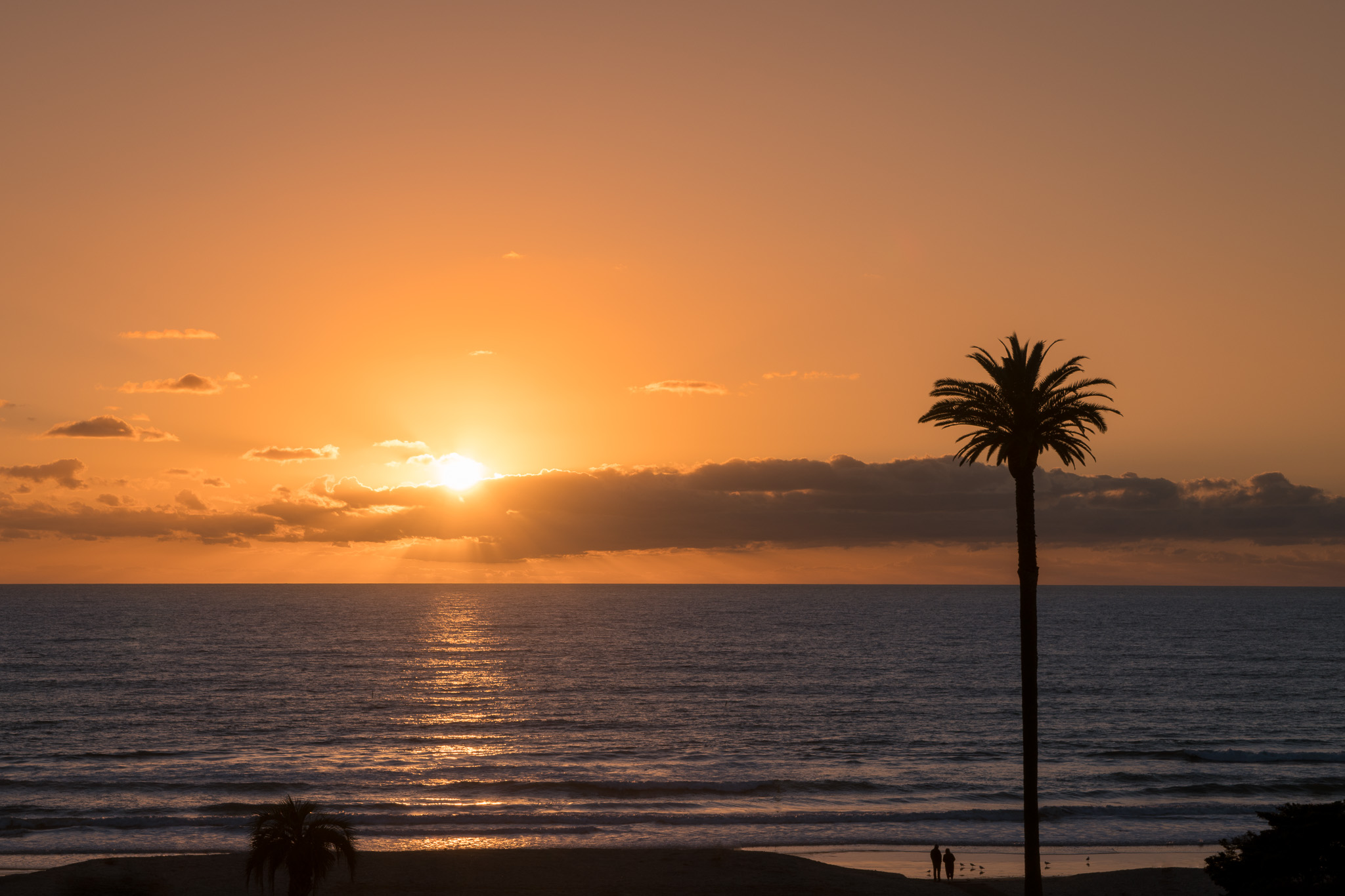 Palm At Moonlight Beach