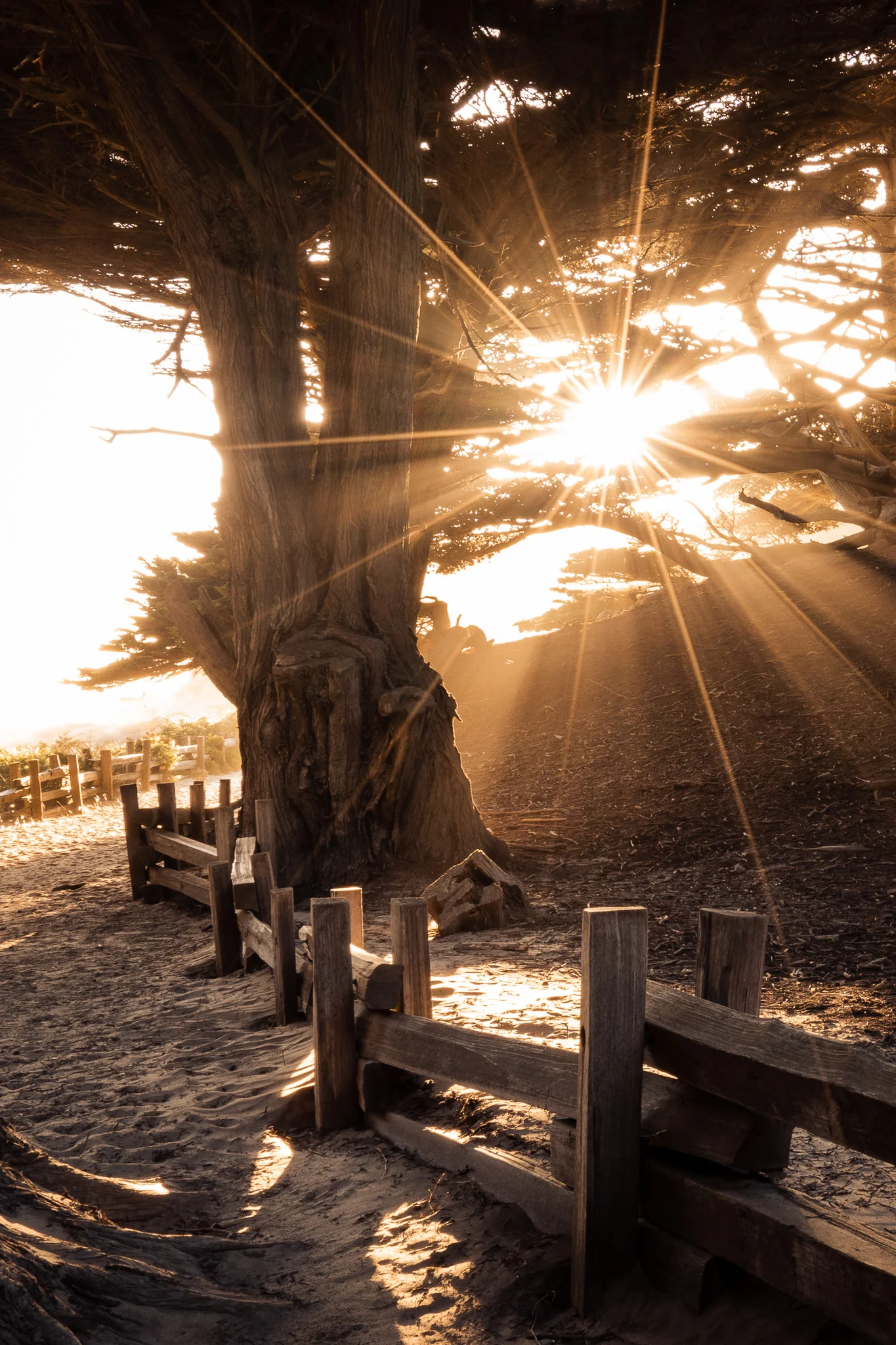 Sunbeams on the path to Pfeiffer Beach
