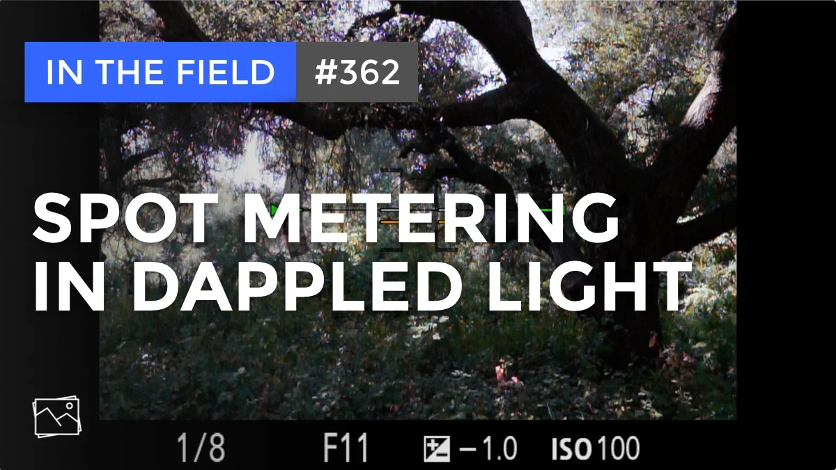 In The Field: Spot Metering In Dappled Light #362