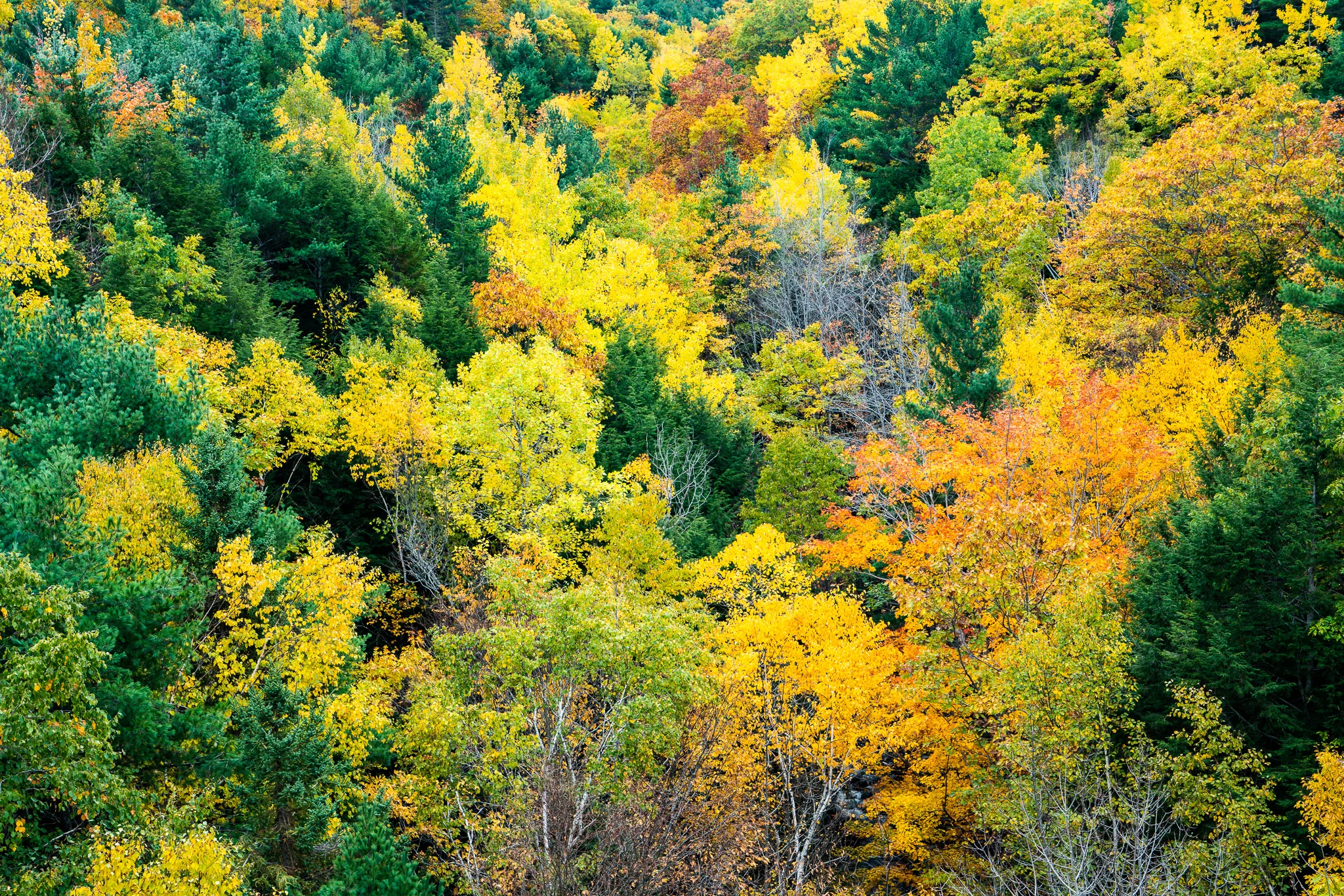 Fall color, Acadia National Park