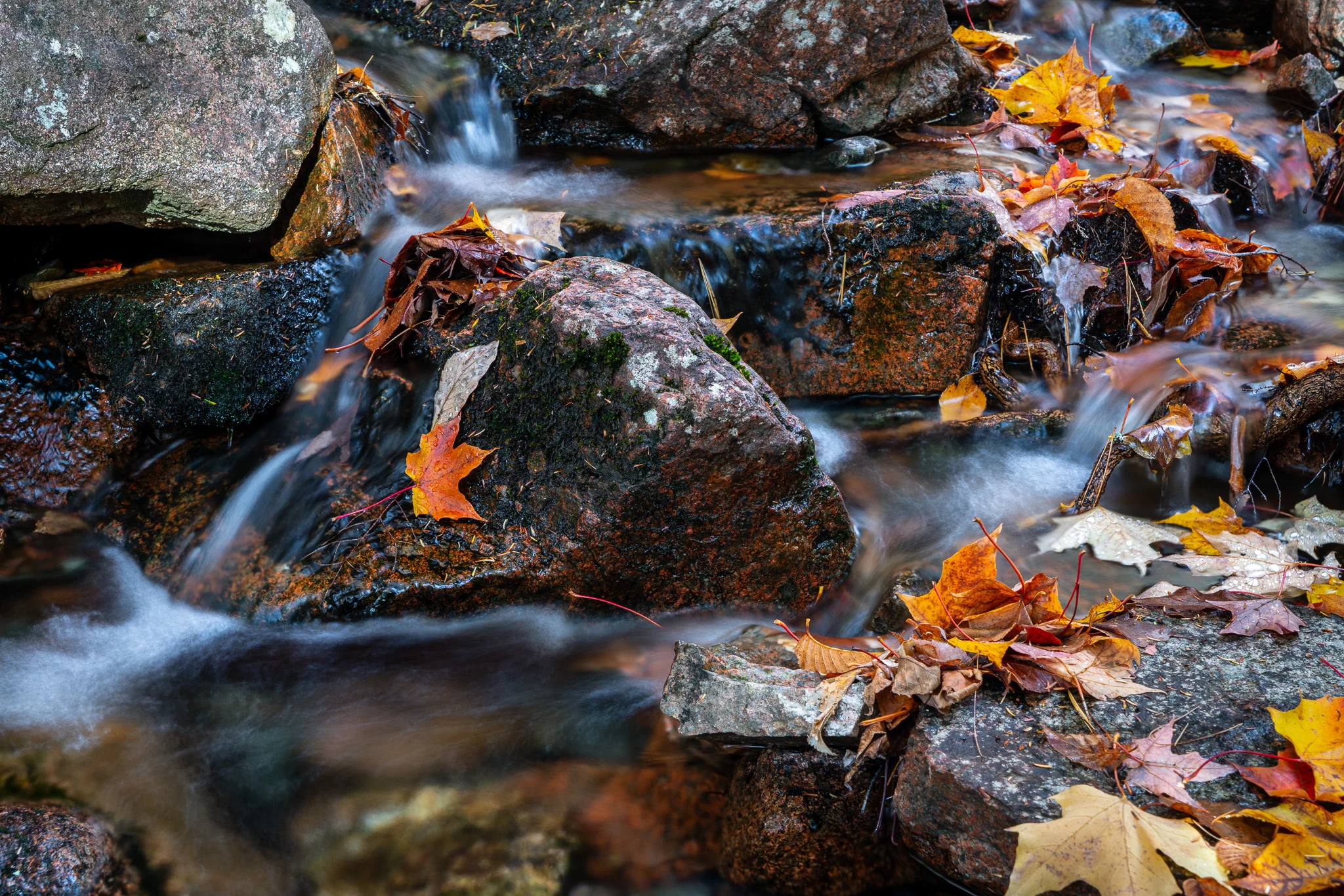 Brook details, Acadia National Park