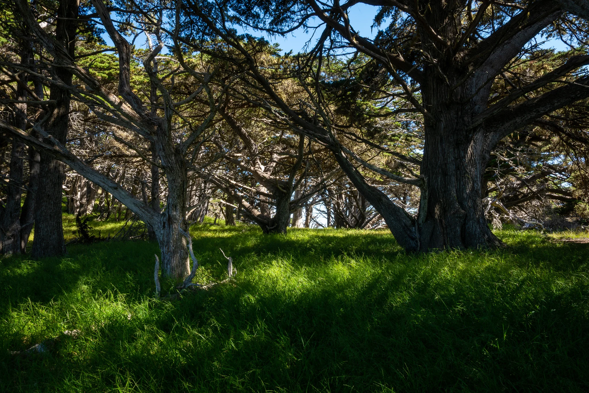 Scott-Davenport-US-California-Big-Sur-Area-2018-06-23-0368-Cypress Grove, Point Lobos Reserve.jpg