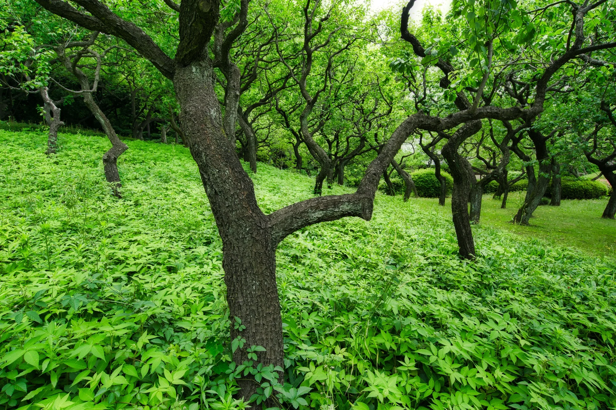 Luminar 3 Is Coming And Skylum Has A Sweet Deal