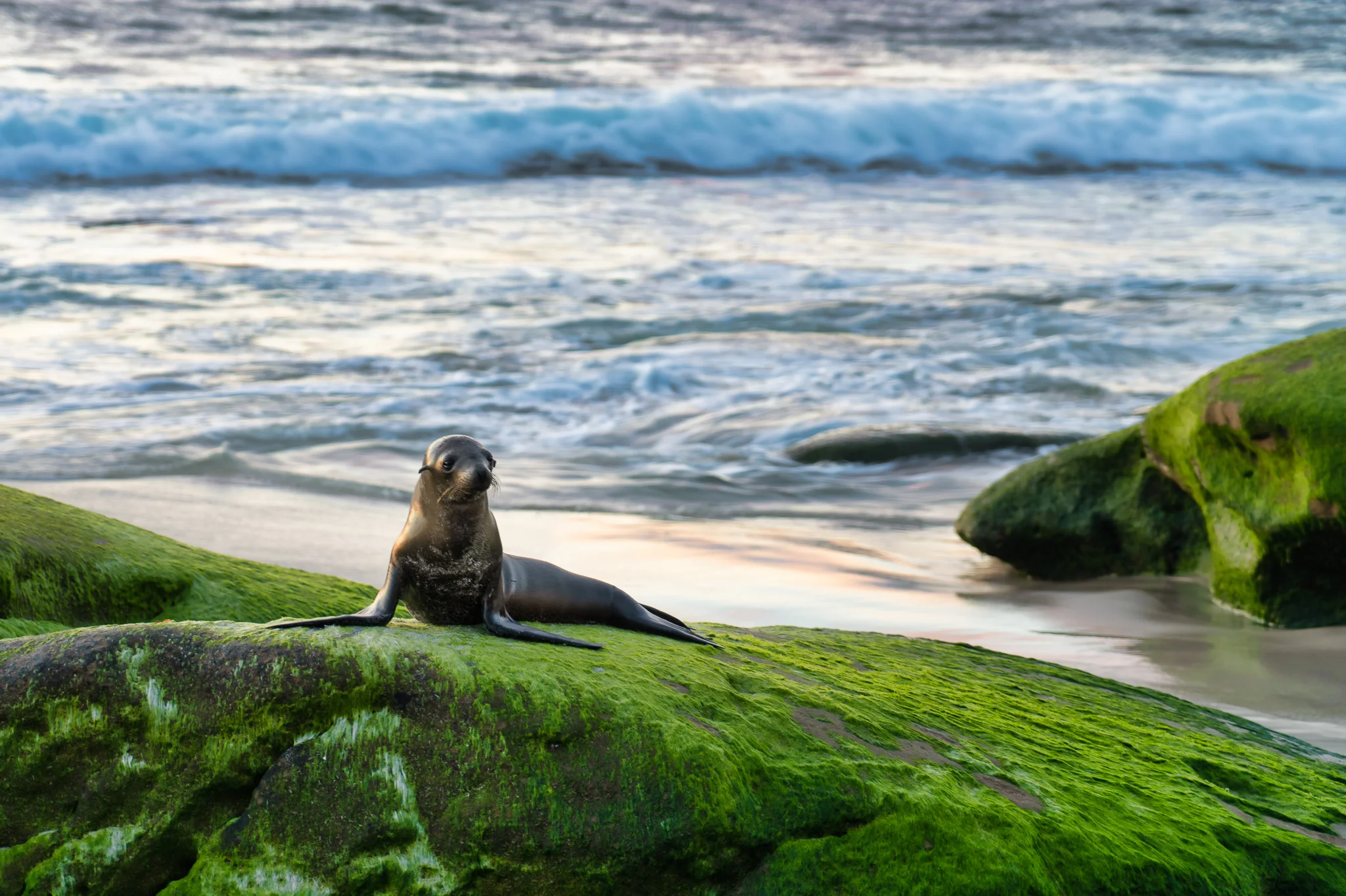 Sea Lion In La Jolla