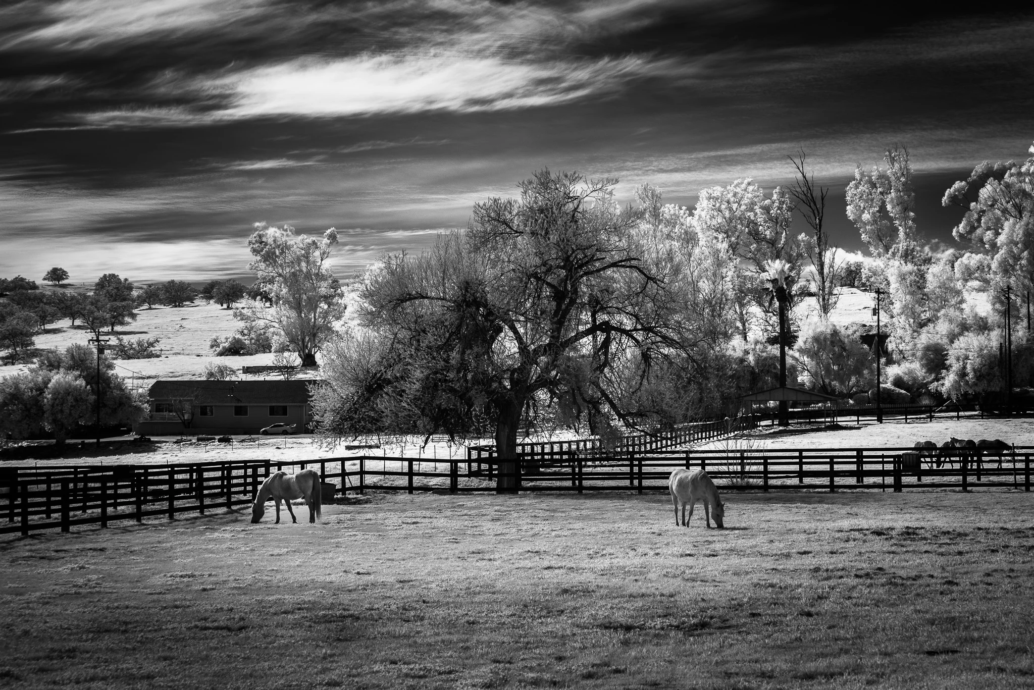 Horses In Ramona Infrared