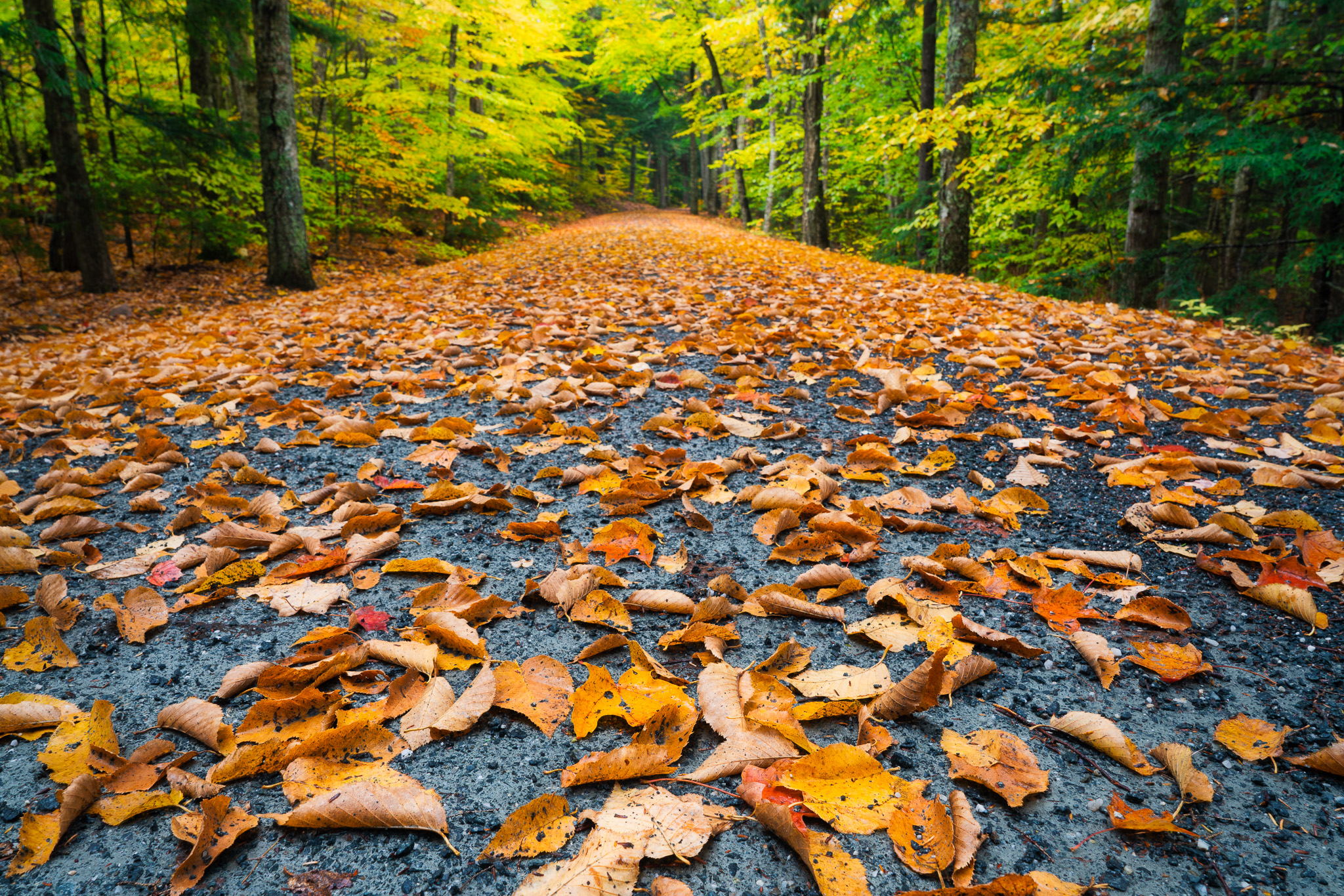 Carriage Road Acadia National Park