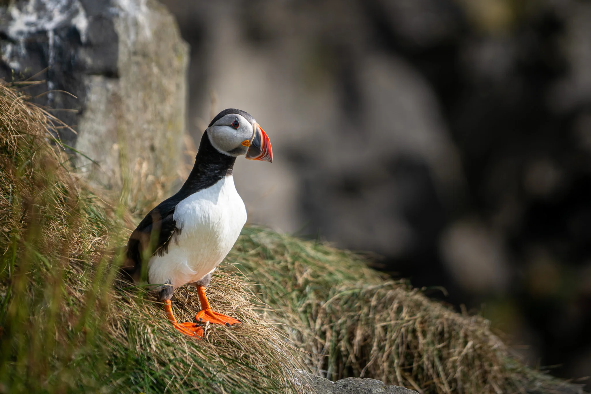 Puffin on the cliffs above Kirkjufjara Beach, Iceland