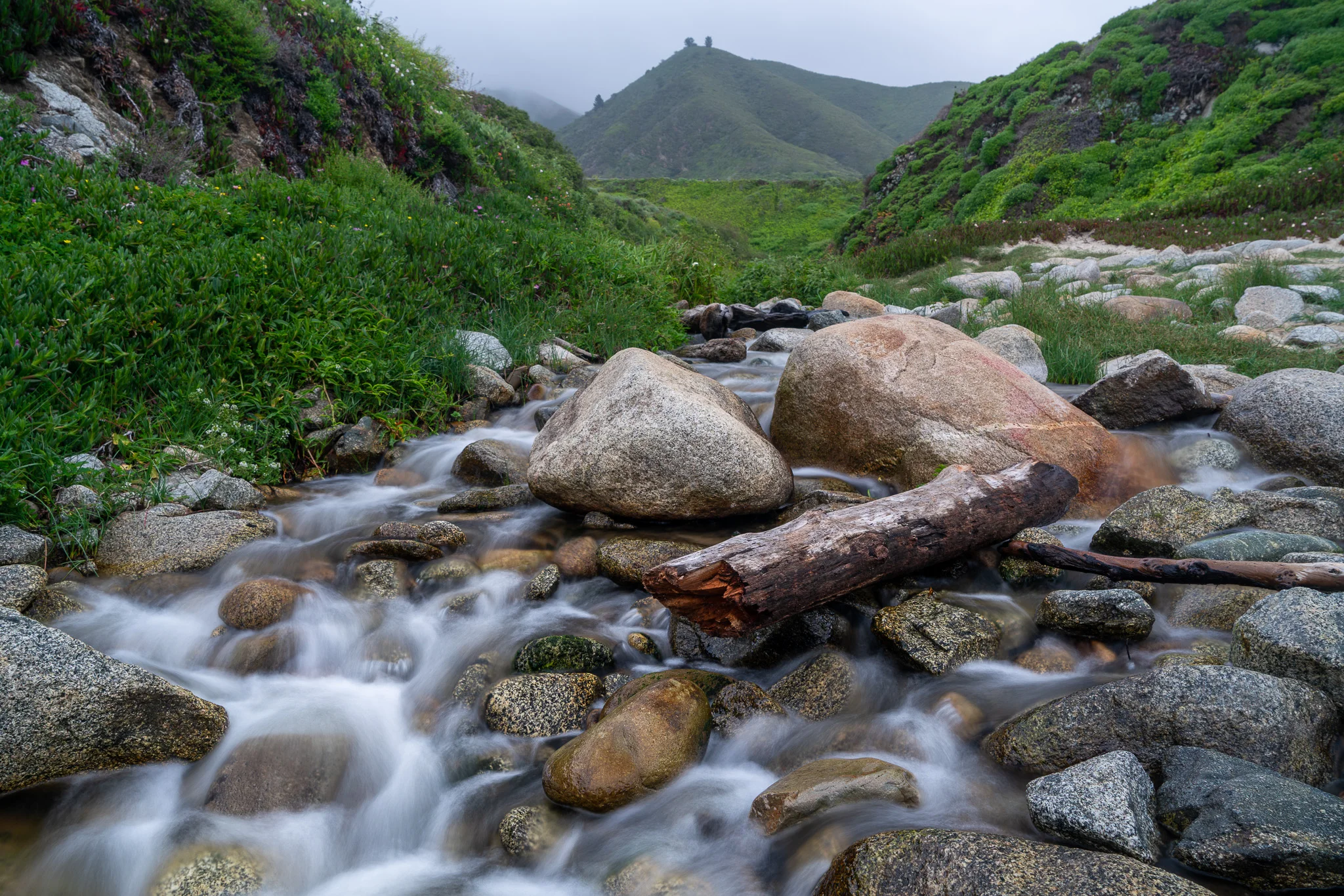 The Base Of Calla Lily Valley Big Sur