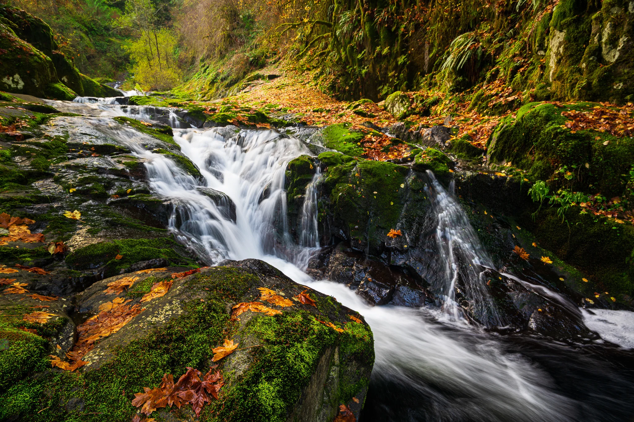 Along Sweet Creek In Oregon