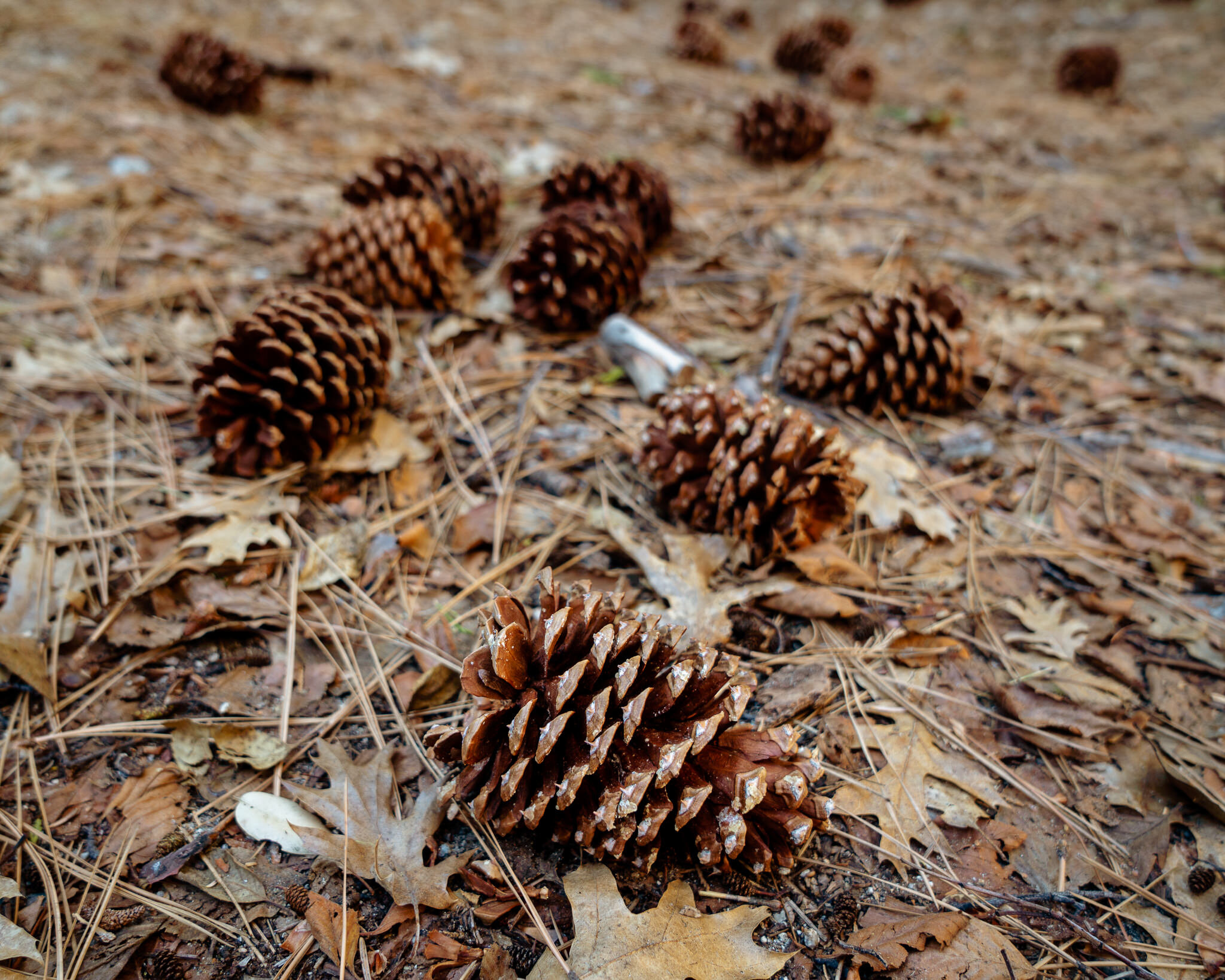 Idyllwild Pinecones