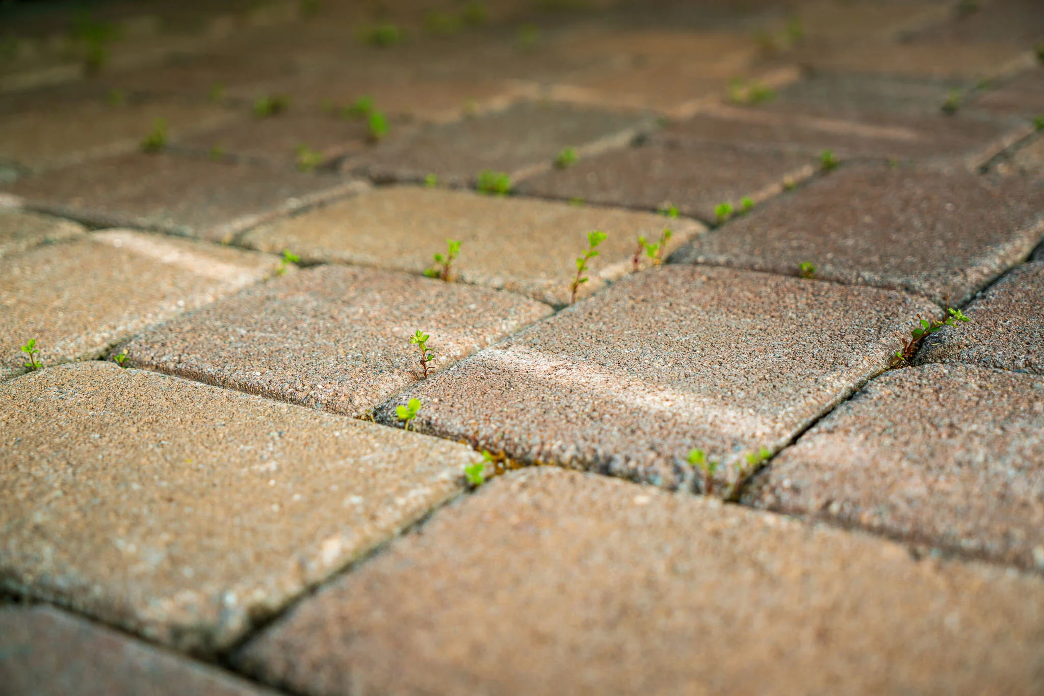 The Front Yard Challenge - In The Field #467