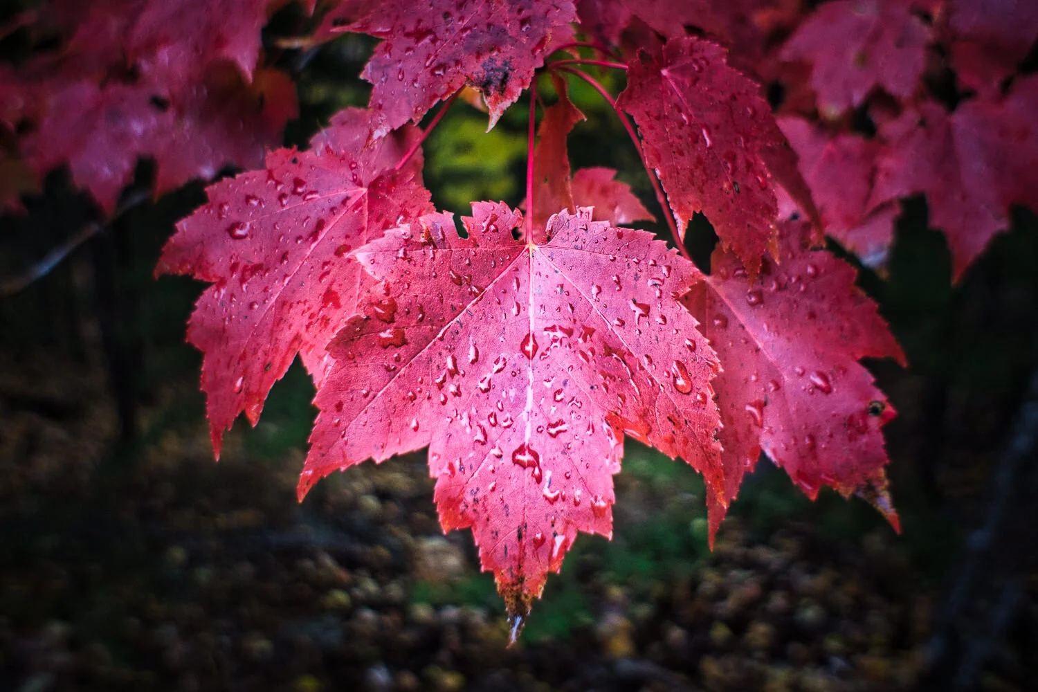 How To Add A Watermark In Luminar AI