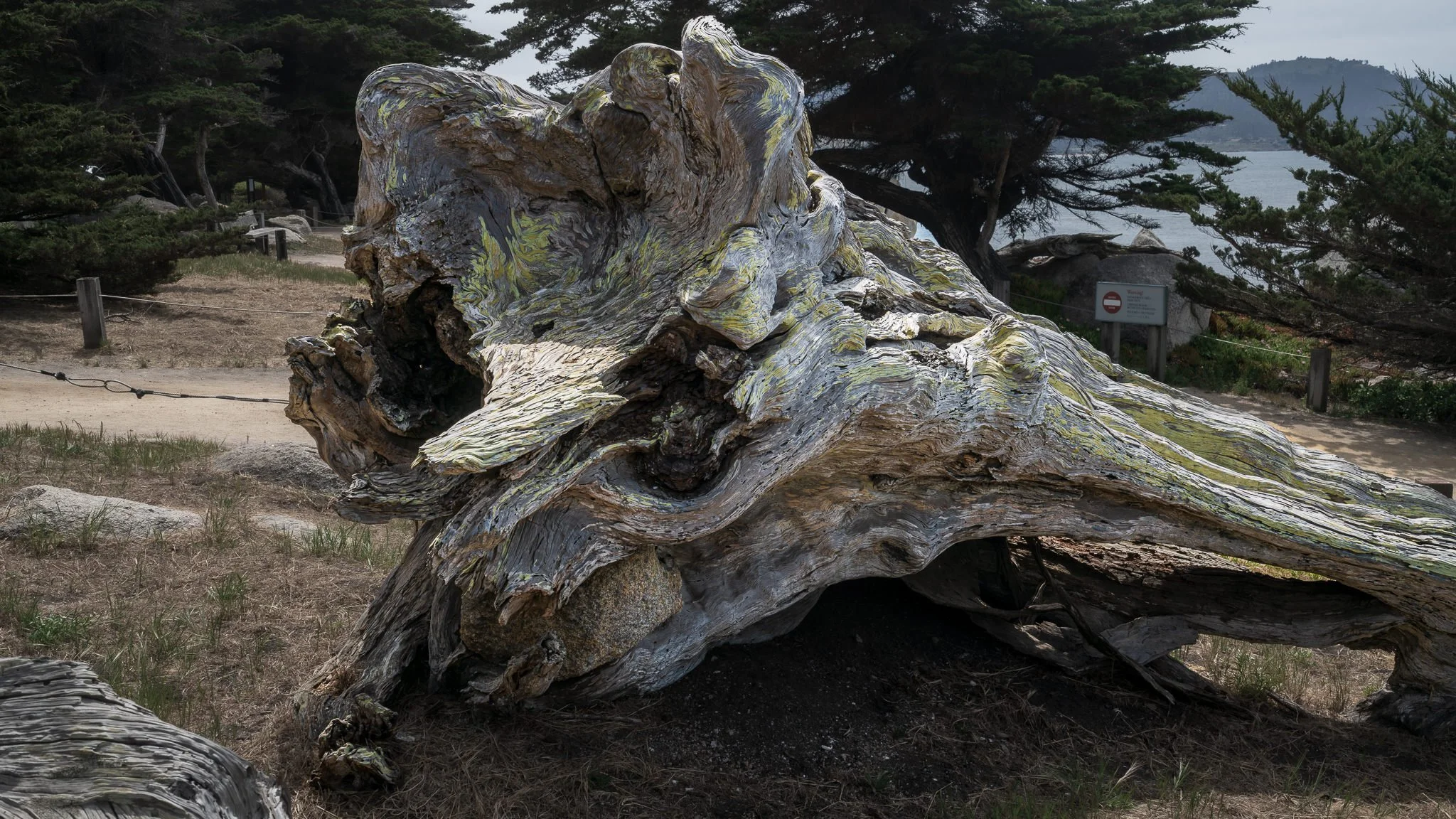 Ghost Trees And The Importance Of A Good Sky - In The Field #531