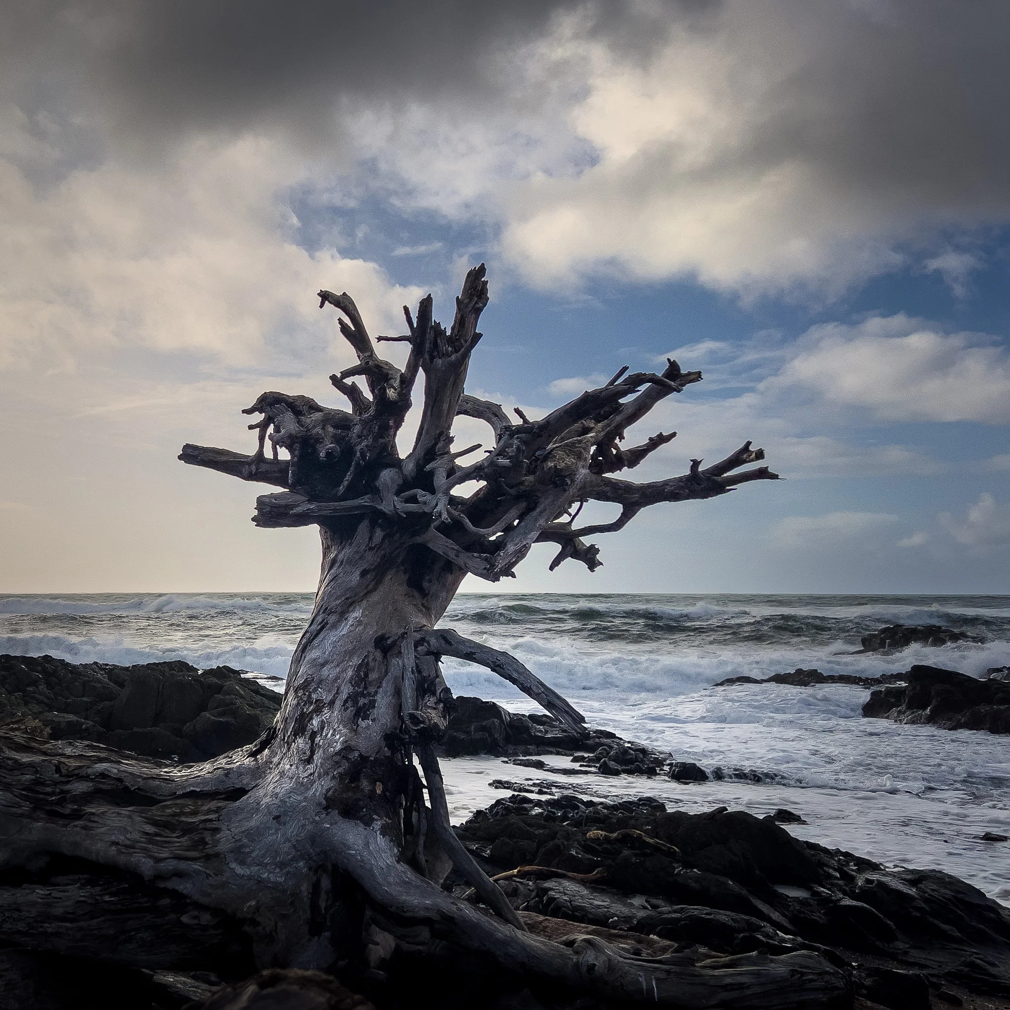 From Flat to Powerful: Editing A Backlit Tree Photo