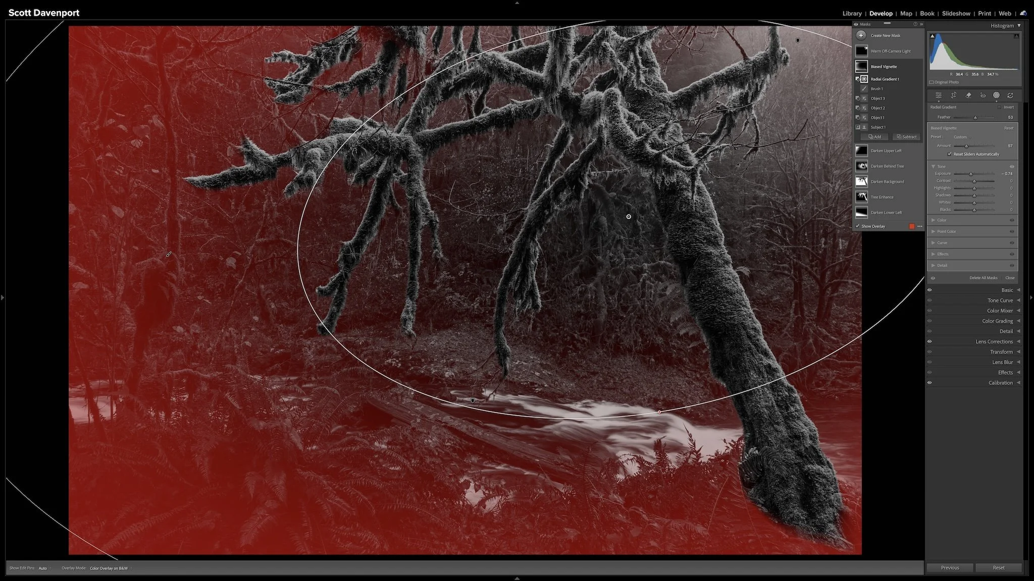 Shaped background mask excludes the mossy tree's branches, including those extending into the left side of the frame.
