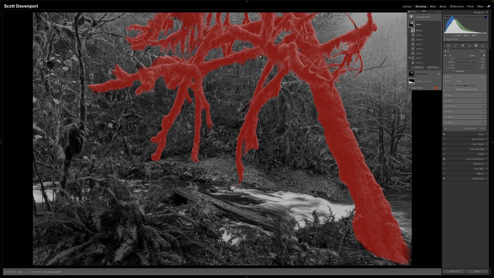 Mask overlay follows the mossy tree and its branches while leaving the woodland background unselected.