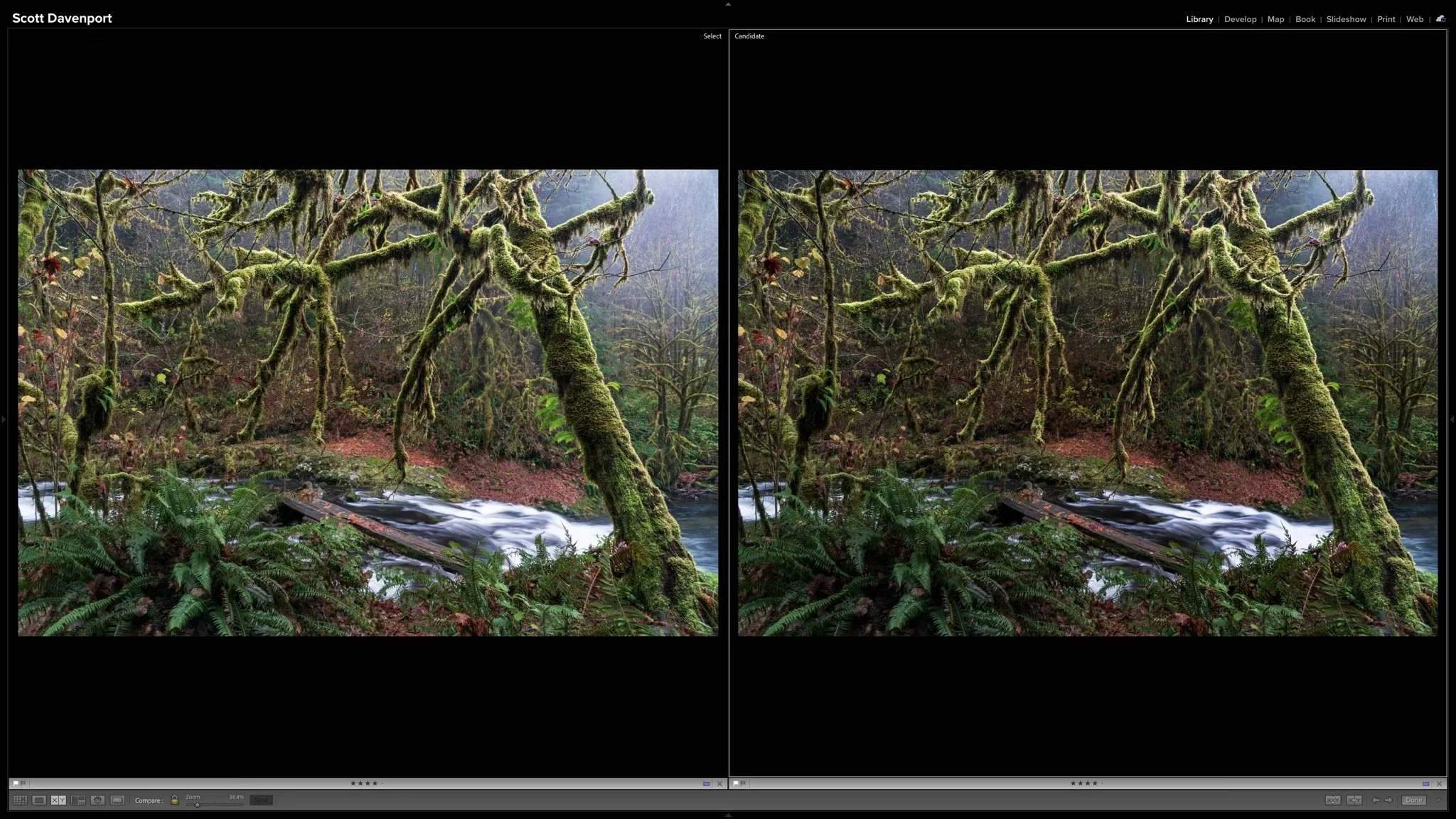 Before-and-after comparison shows a darker woodland background with the mossy foreground tree retaining its brightness.